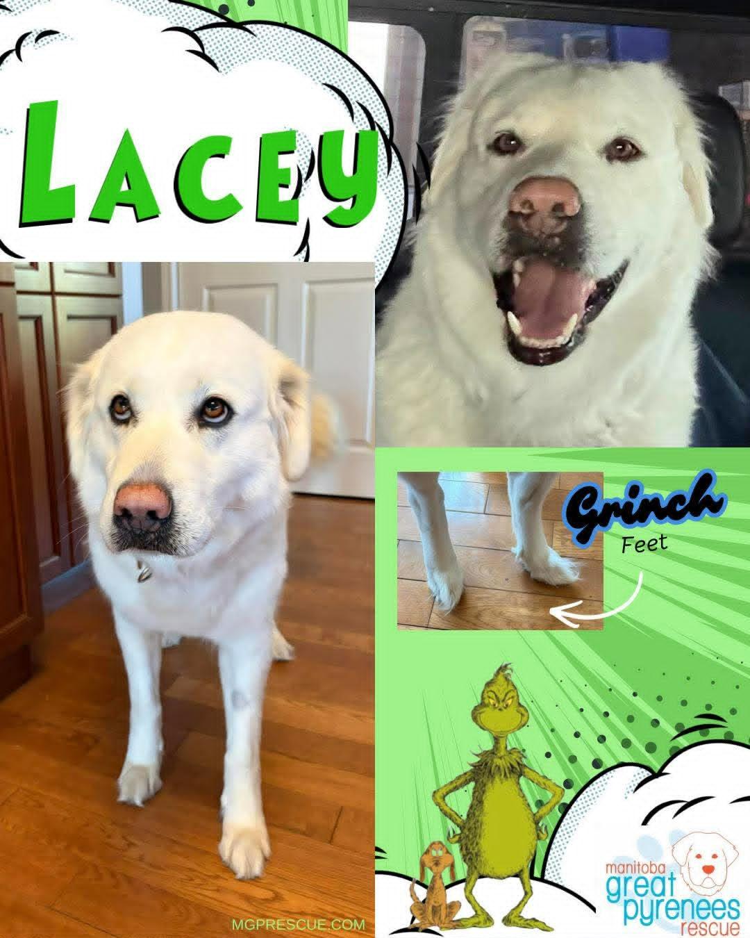 Lacey, adopted, Young Female Great Pyrenees.