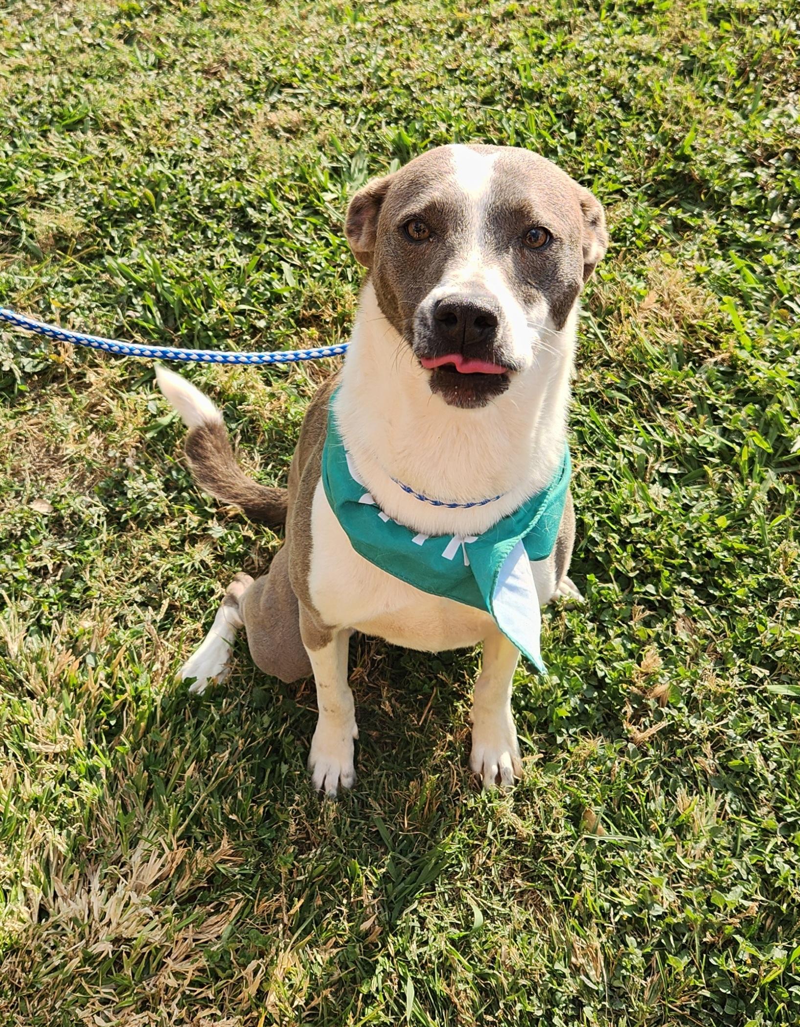 Coco, a Adoptable Mixed Breed in Baton Rouge, LA image 1/4