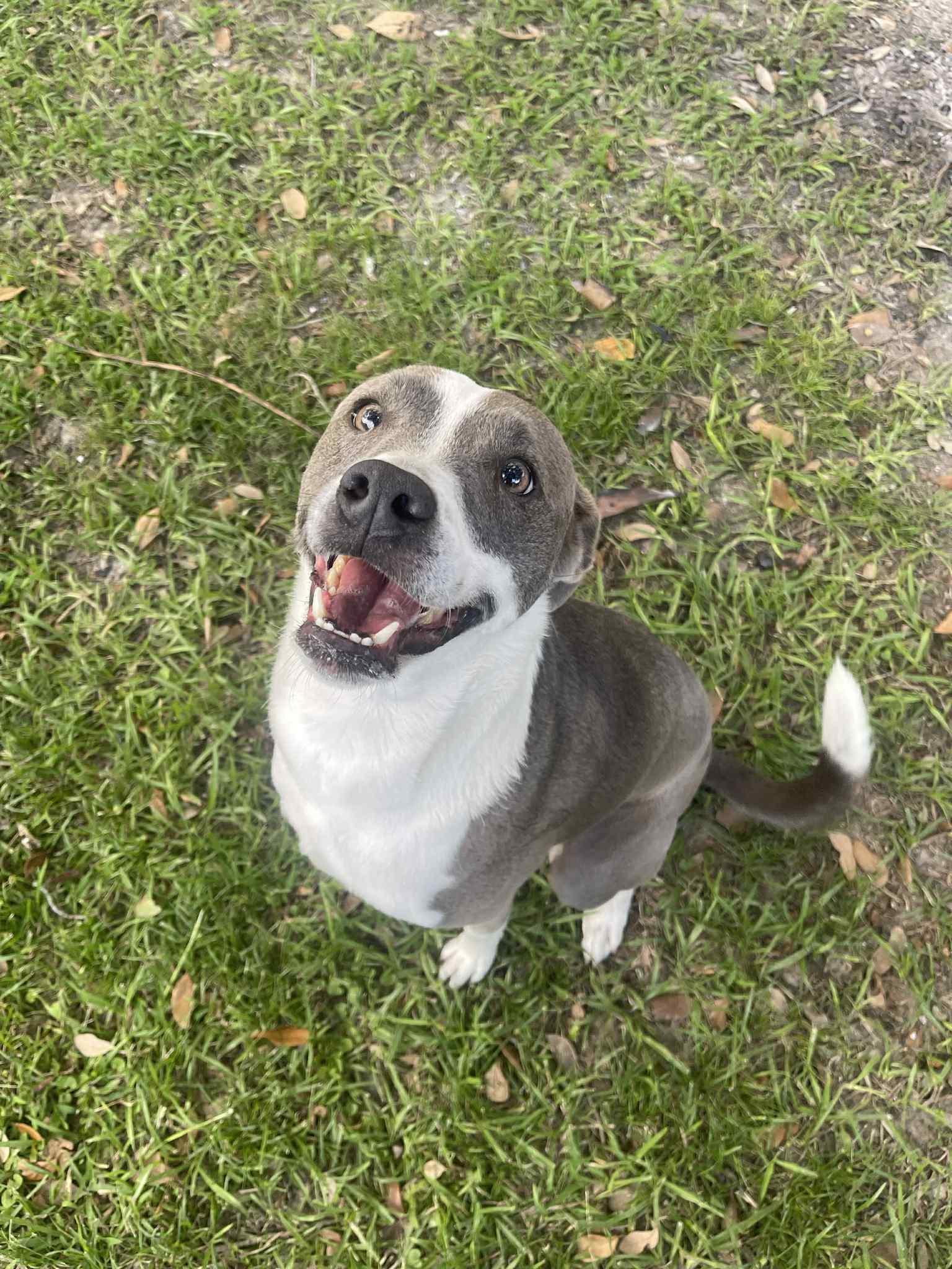Coco, a Adoptable Mixed Breed in Baton Rouge, LA image 2/4