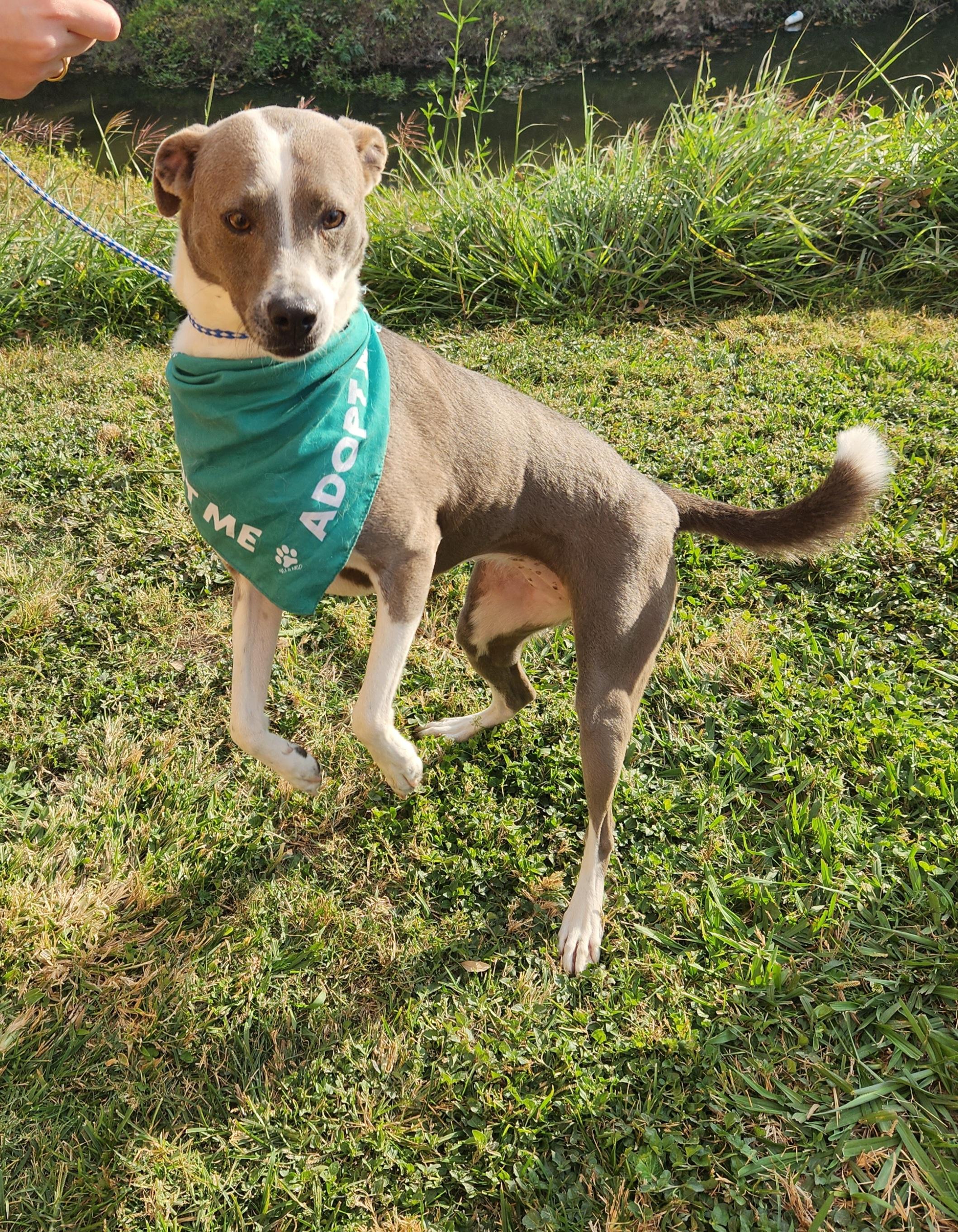 Coco, a Adoptable Mixed Breed in Baton Rouge, LA image 4/4