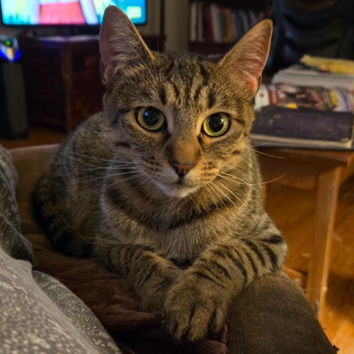 Enlarge Angel, a Adoptable Tabby in Pasco, WA image 3/3