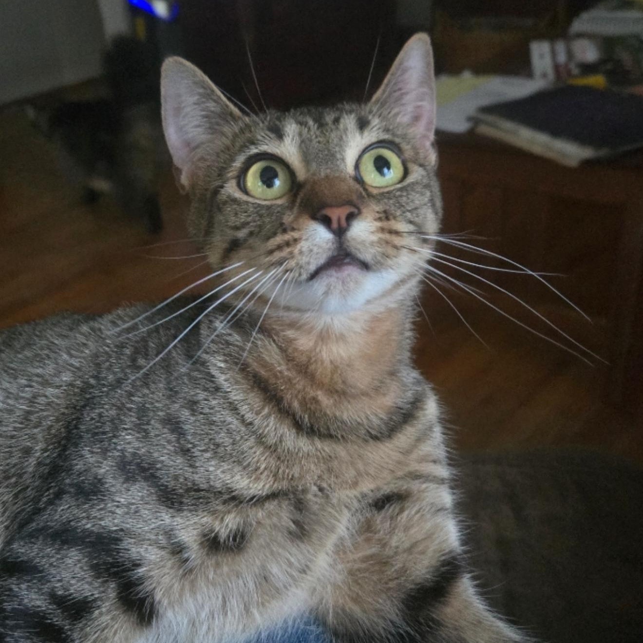 Enlarge Angel, a Adoptable Tabby in Pasco, WA image 1/3