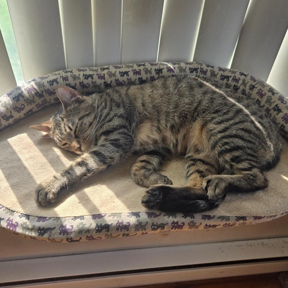 Enlarge Angel, a Adoptable Tabby in Pasco, WA image 2/3