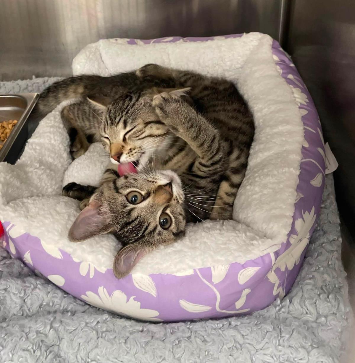Carolina Reaper Pepper-Darker Tabby, Adoptable, Kitten Female Domestic Short Hair.