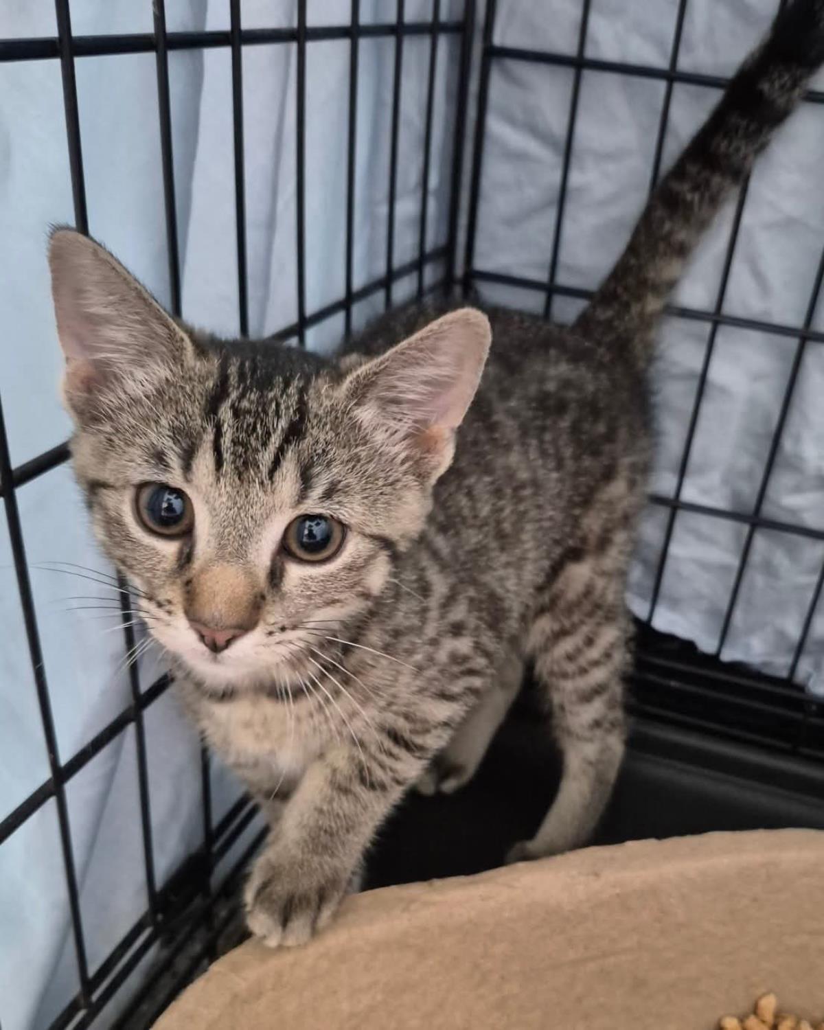 Enlarge Carolina Reaper Pepper-Darker Tabby, a Adoptable mixed breed in Front Royal, VA image 2/2
