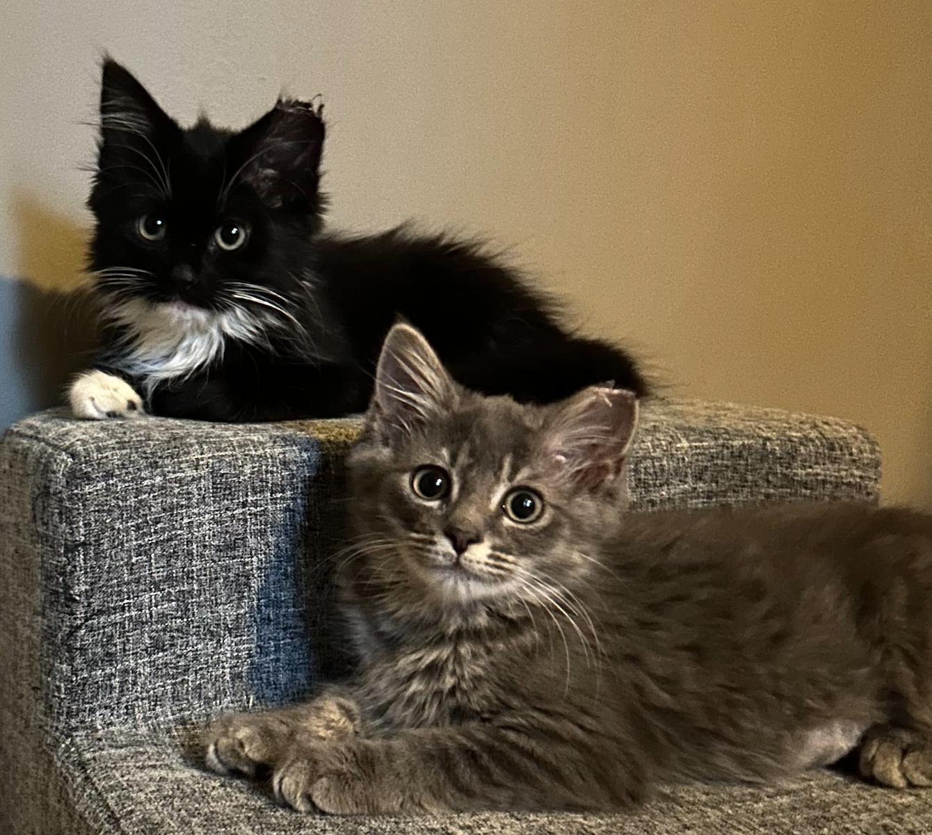 Sonny and Cher, a Adopted mixed breed in Decatur, GA image 1/3