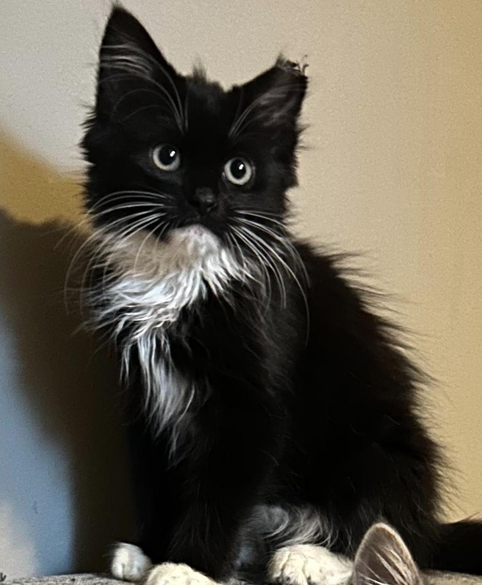 Sonny and Cher, a Adopted mixed breed in Decatur, GA image 2/3