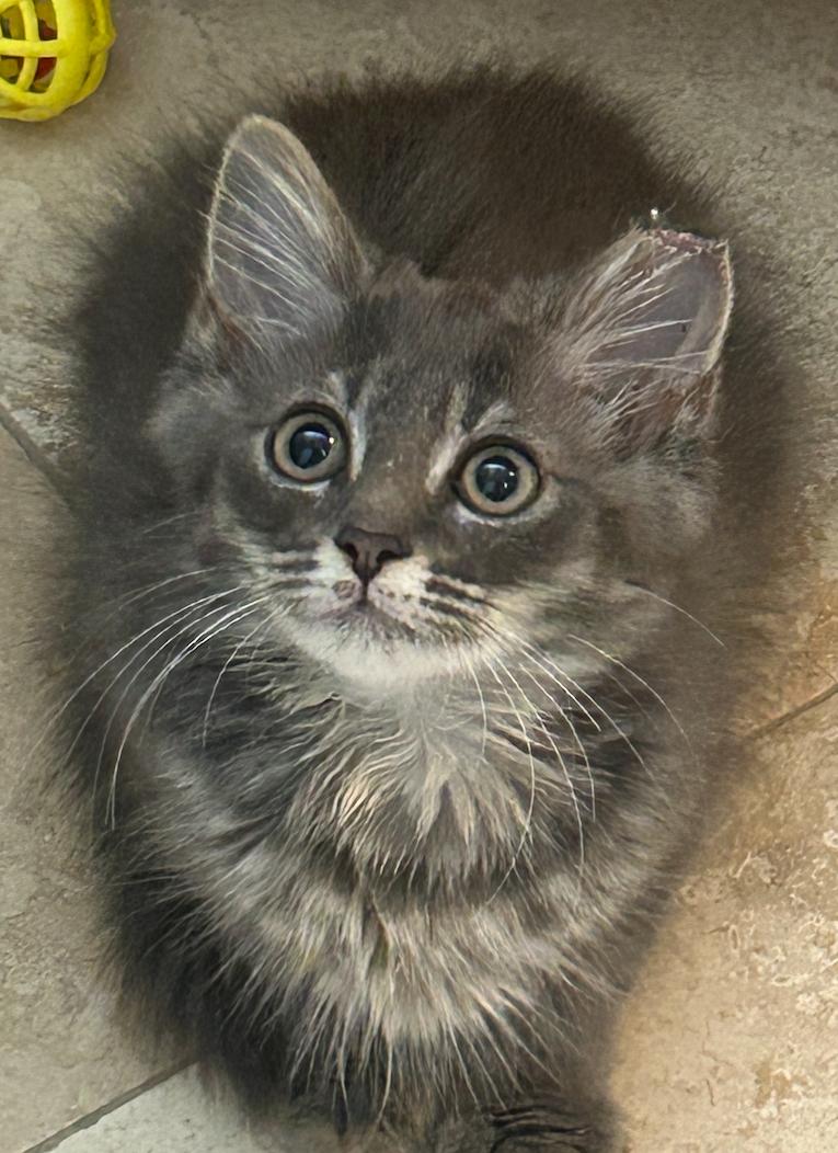 Sonny and Cher, a Adopted mixed breed in Decatur, GA image 3/3