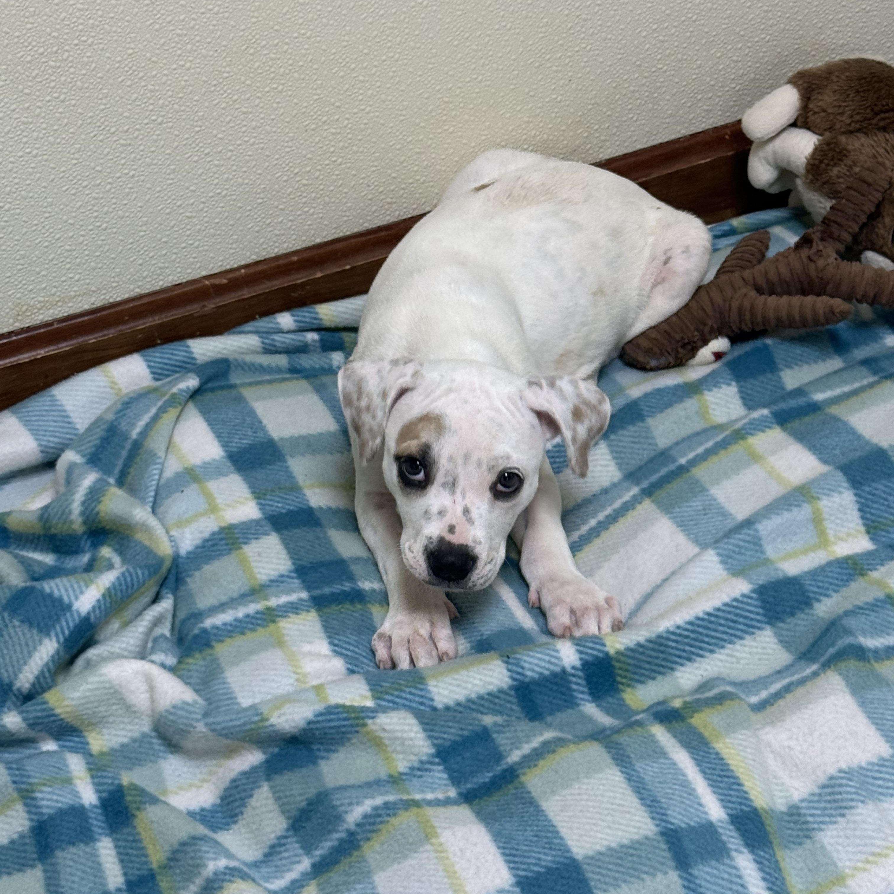 Enlarge Nova, an adopted mixed breed in Douglas, MA image 3/4