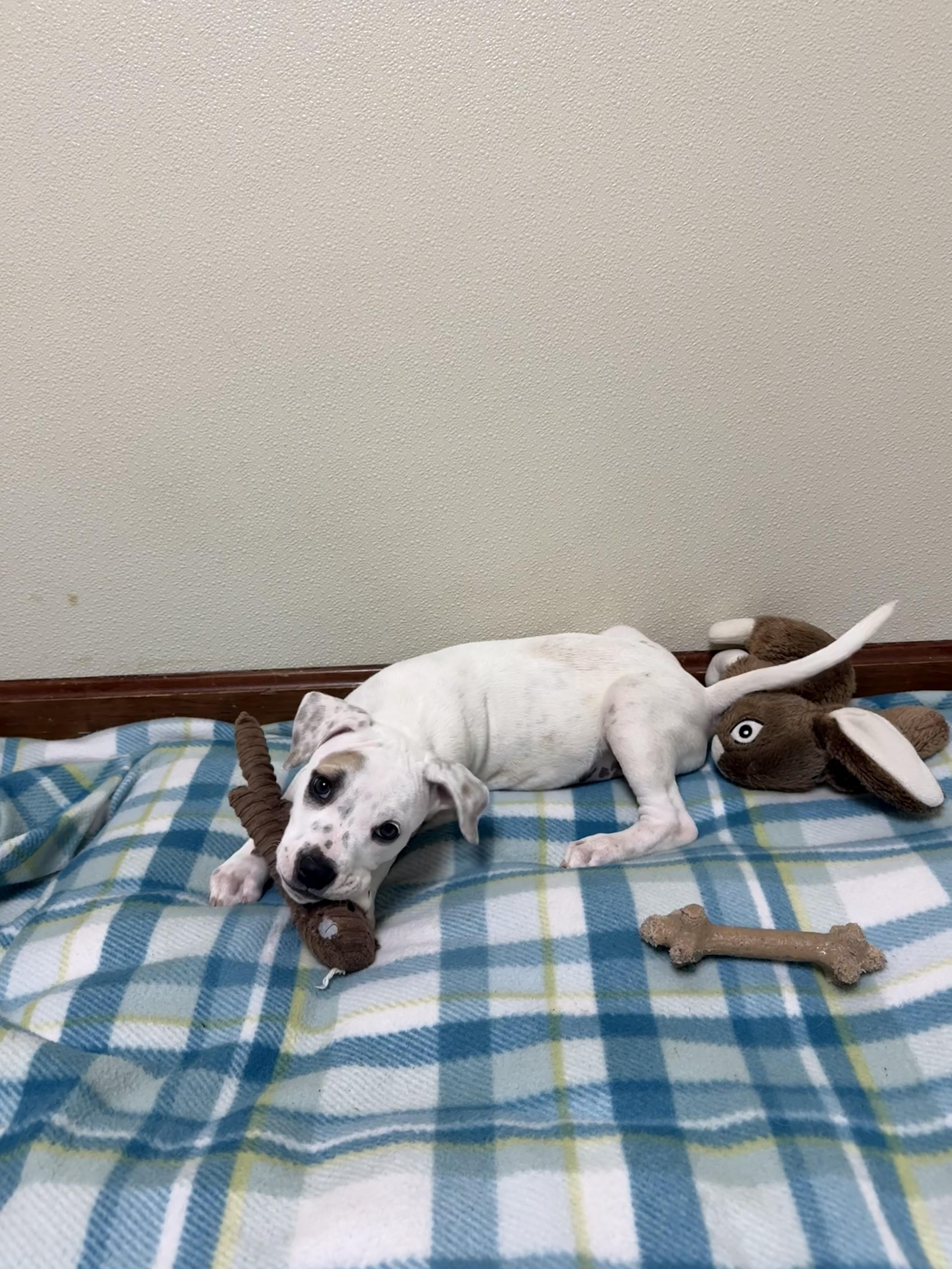 Enlarge Nova, an adopted mixed breed in Douglas, MA image 4/4