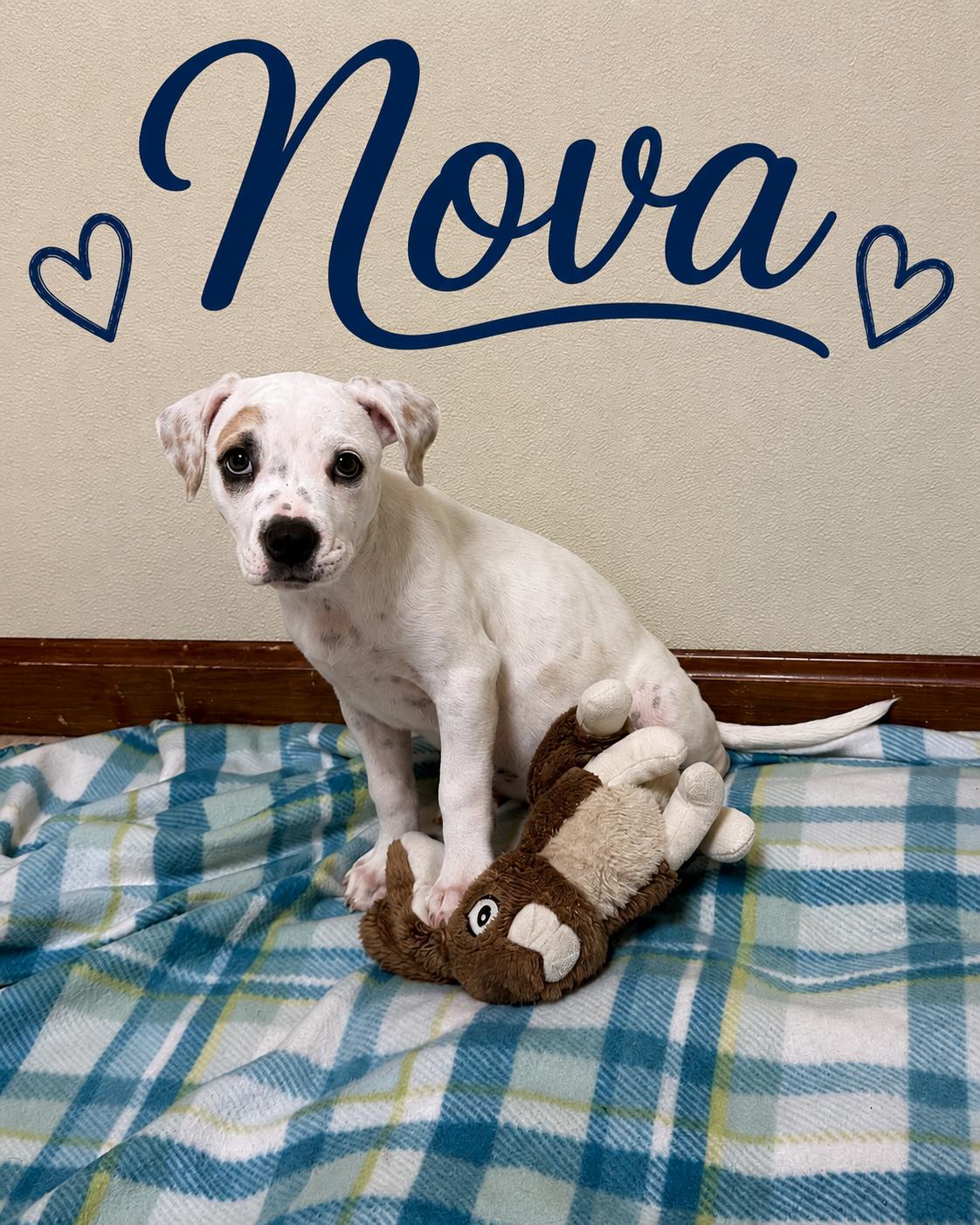Nova, adopted, Puppy Female Hound & Terrier.
