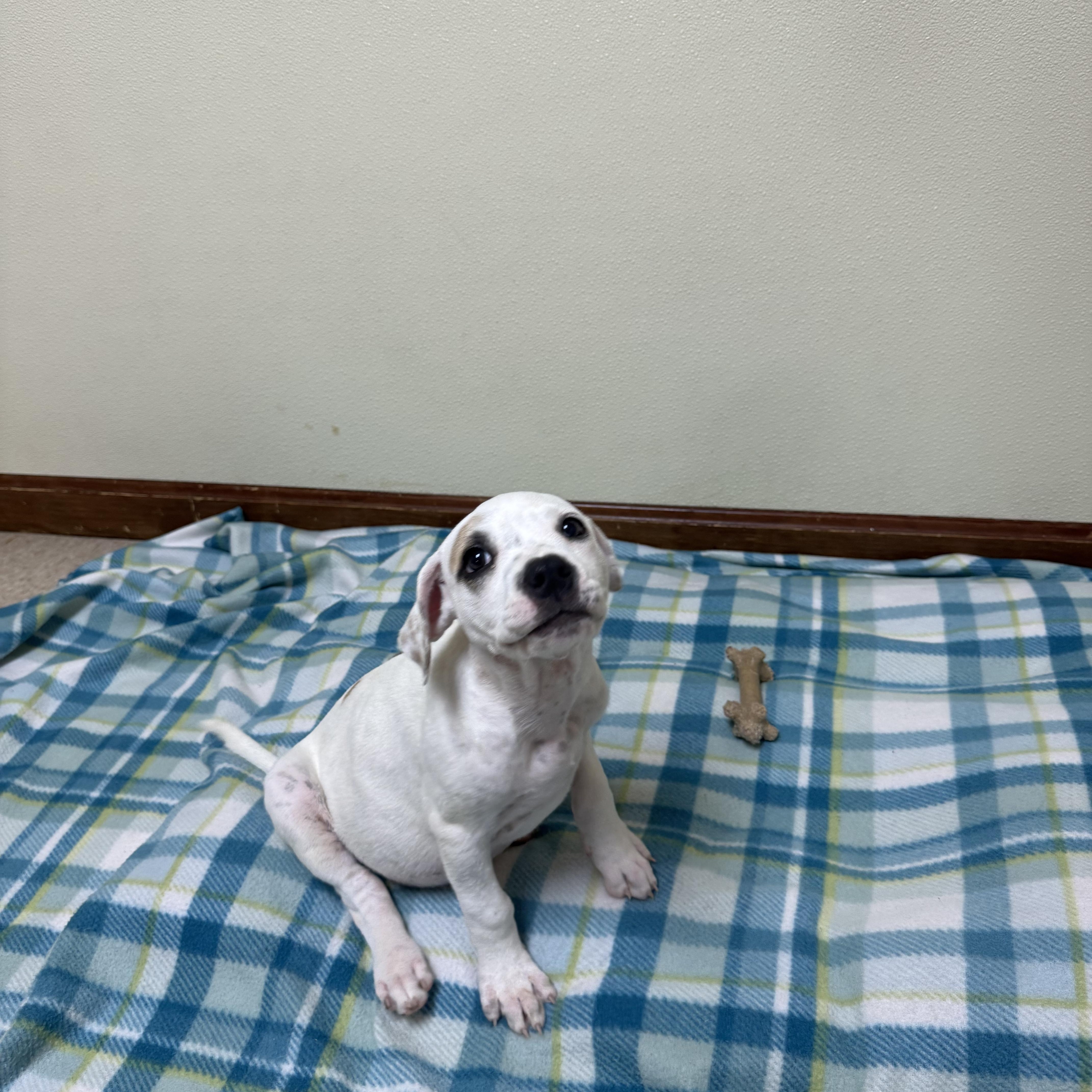Enlarge Nova, an adopted mixed breed in Douglas, MA image 2/4