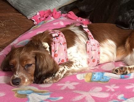 Enlarge Snoopy, an adopted mixed breed in Pittsburgh, PA image 3/4