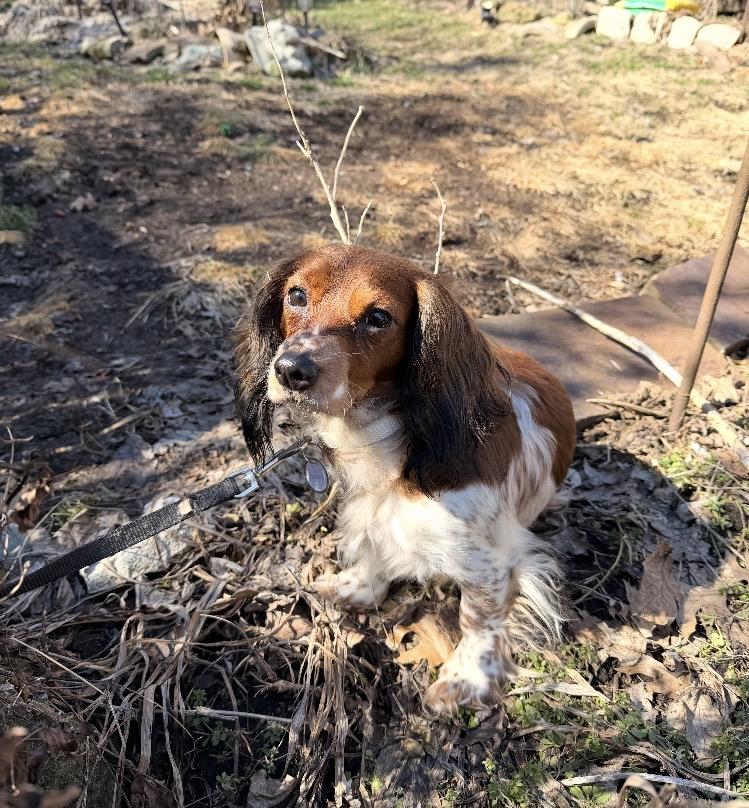 Enlarge Snoopy, an adopted mixed breed in Pittsburgh, PA image 4/4