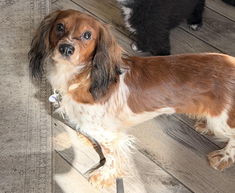 Snoopy, adopted, Adult Female Dachshund (Long Haired) & Cavalier King Charles Spaniel.