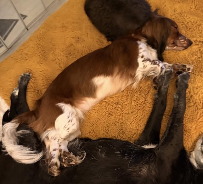 Enlarge Snoopy, an adopted mixed breed in Pittsburgh, PA image 2/4