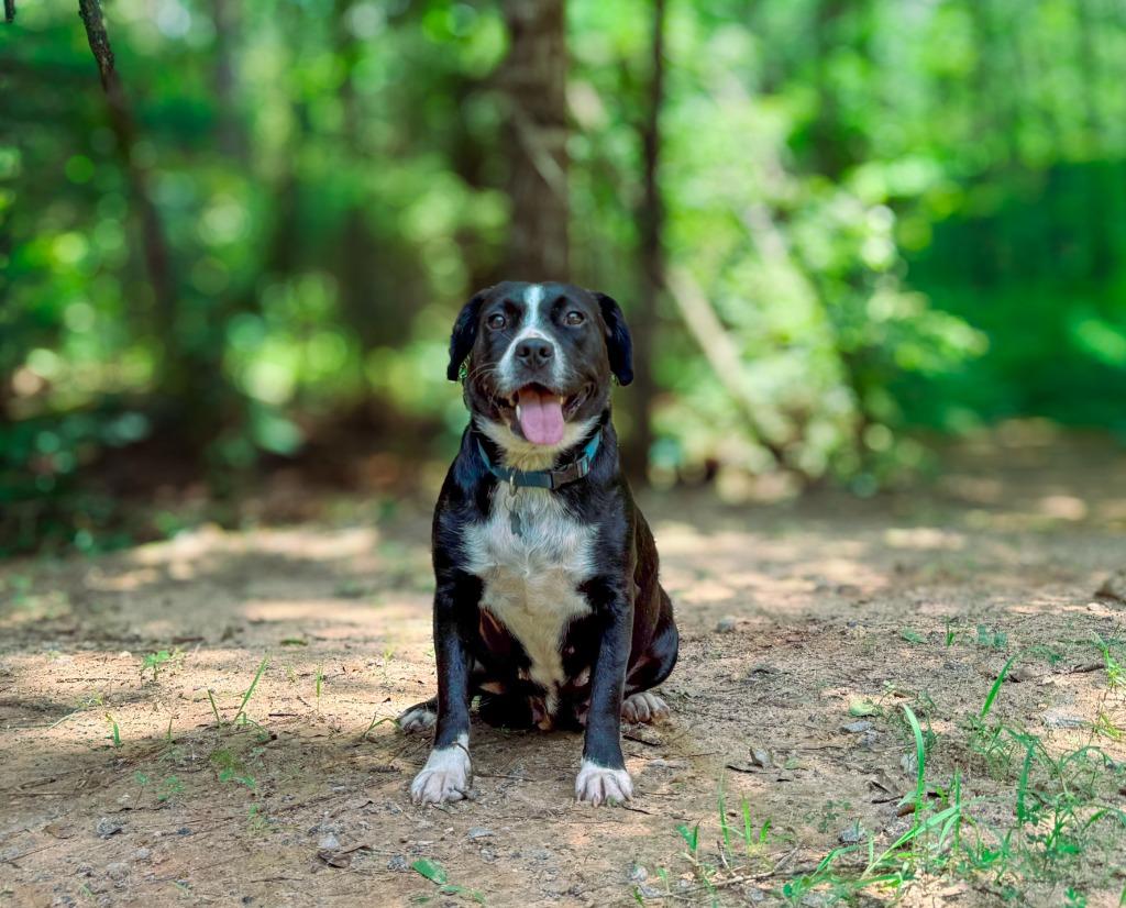 Enlarge Trixie, a Adoptable mixed breed in Macon, GA image 1/1
