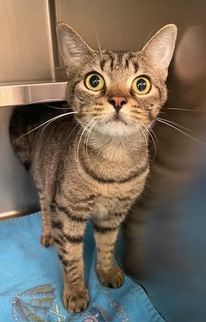 Enlarge Deanna, a Adoptable Domestic Short Hair in Prudenville, MI image 1/1