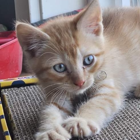 Roark, Adopted, Kitten Male Domestic Short Hair.