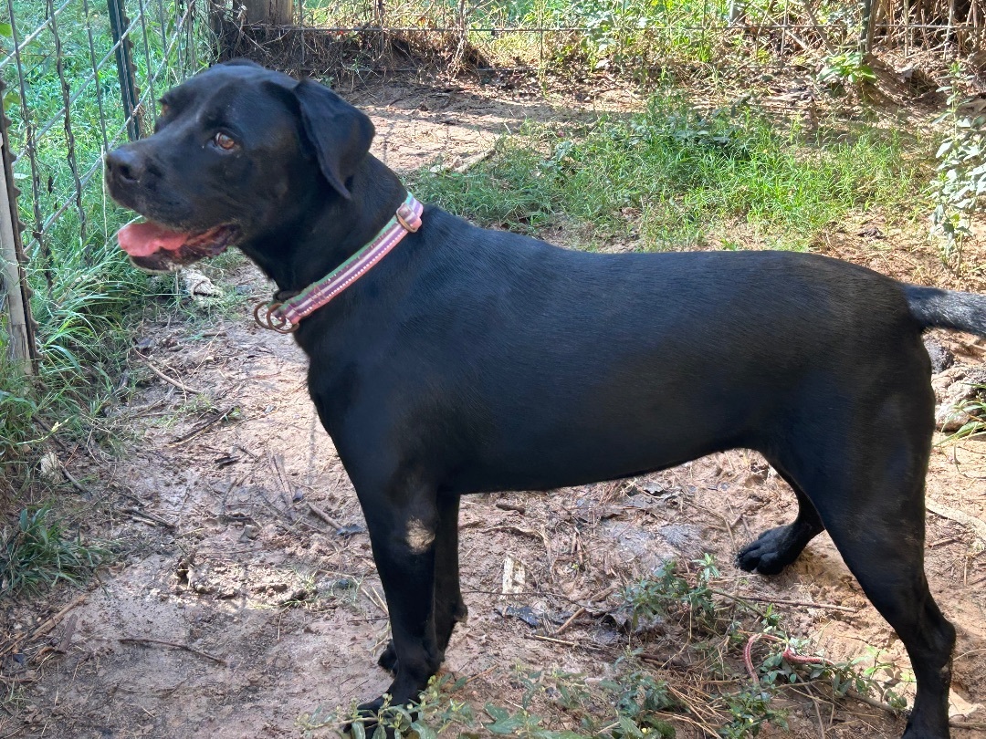 Enlarge SAHARA, a Adoptable mixed breed in Kingwood, TX image 1/3