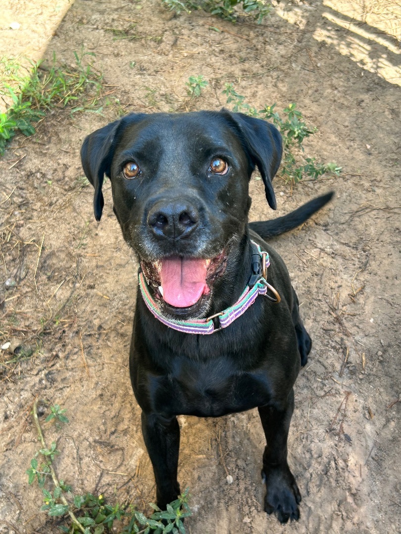 Enlarge SAHARA, a Adoptable mixed breed in Kingwood, TX image 2/3