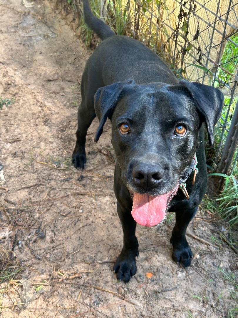 Enlarge SAHARA, a Adoptable mixed breed in Kingwood, TX image 3/3