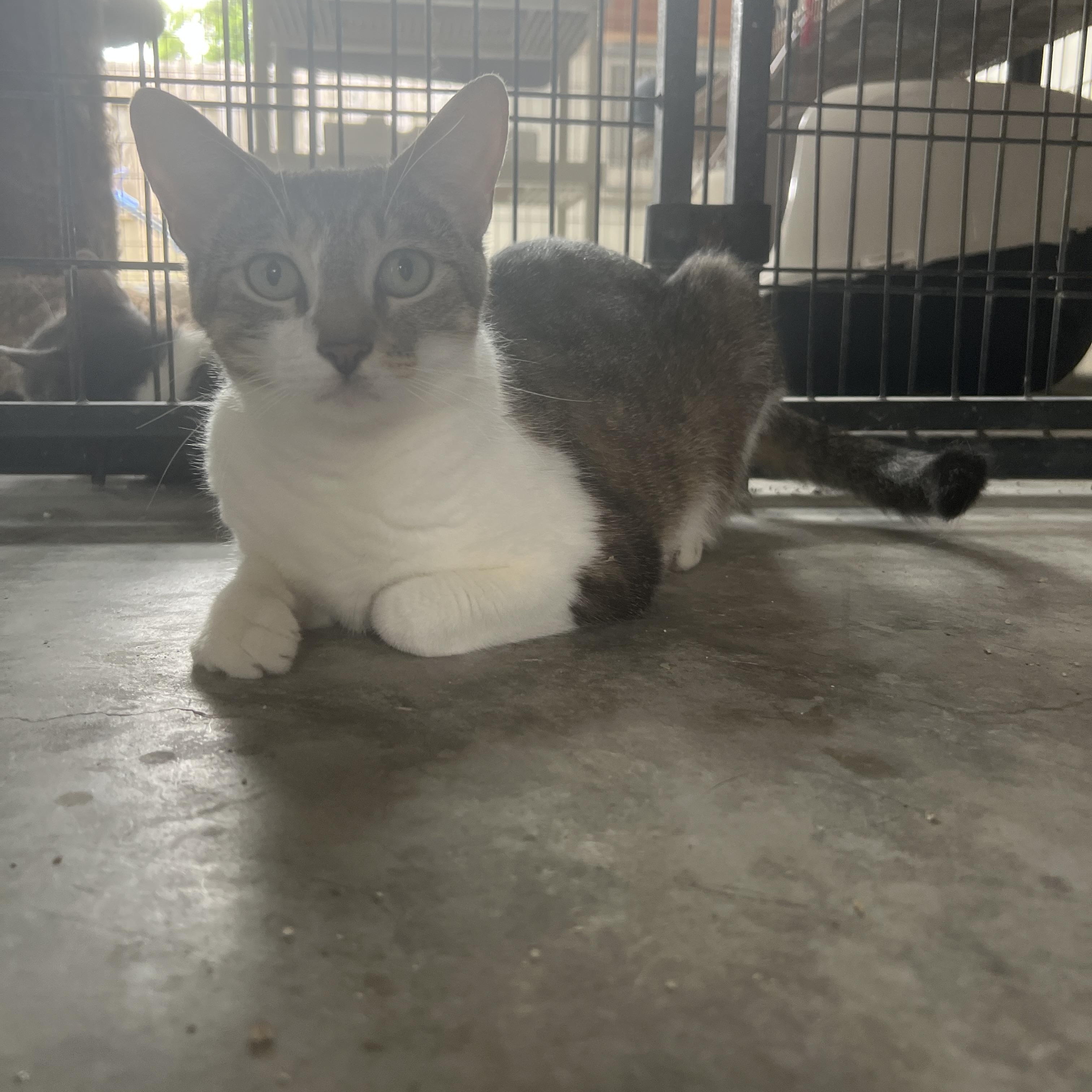 Enlarge Zucchini, a ADOPTABLE mixed breed in Bradenton, FL image 1/1