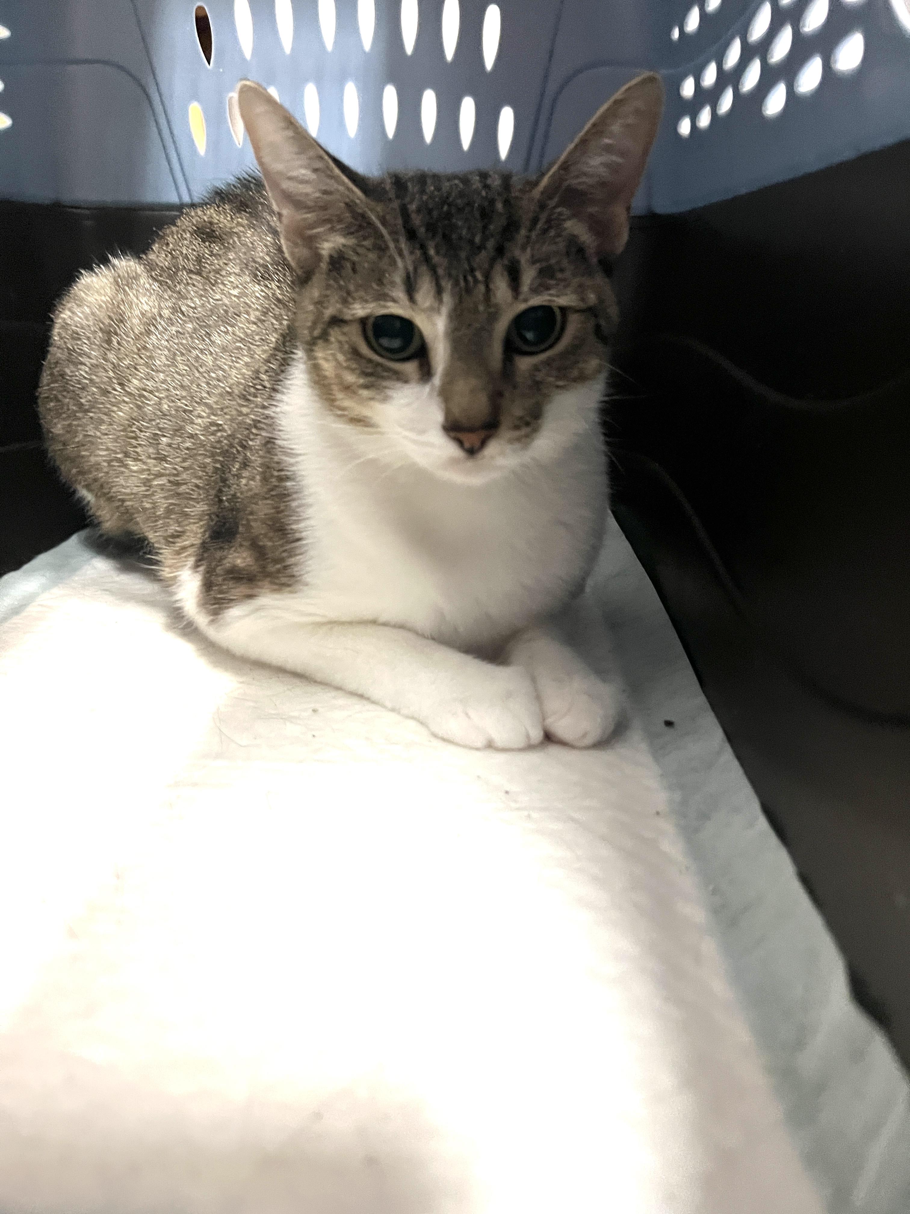 Enlarge Zucchini, a ADOPTABLE mixed breed in Bradenton, FL image 3/3