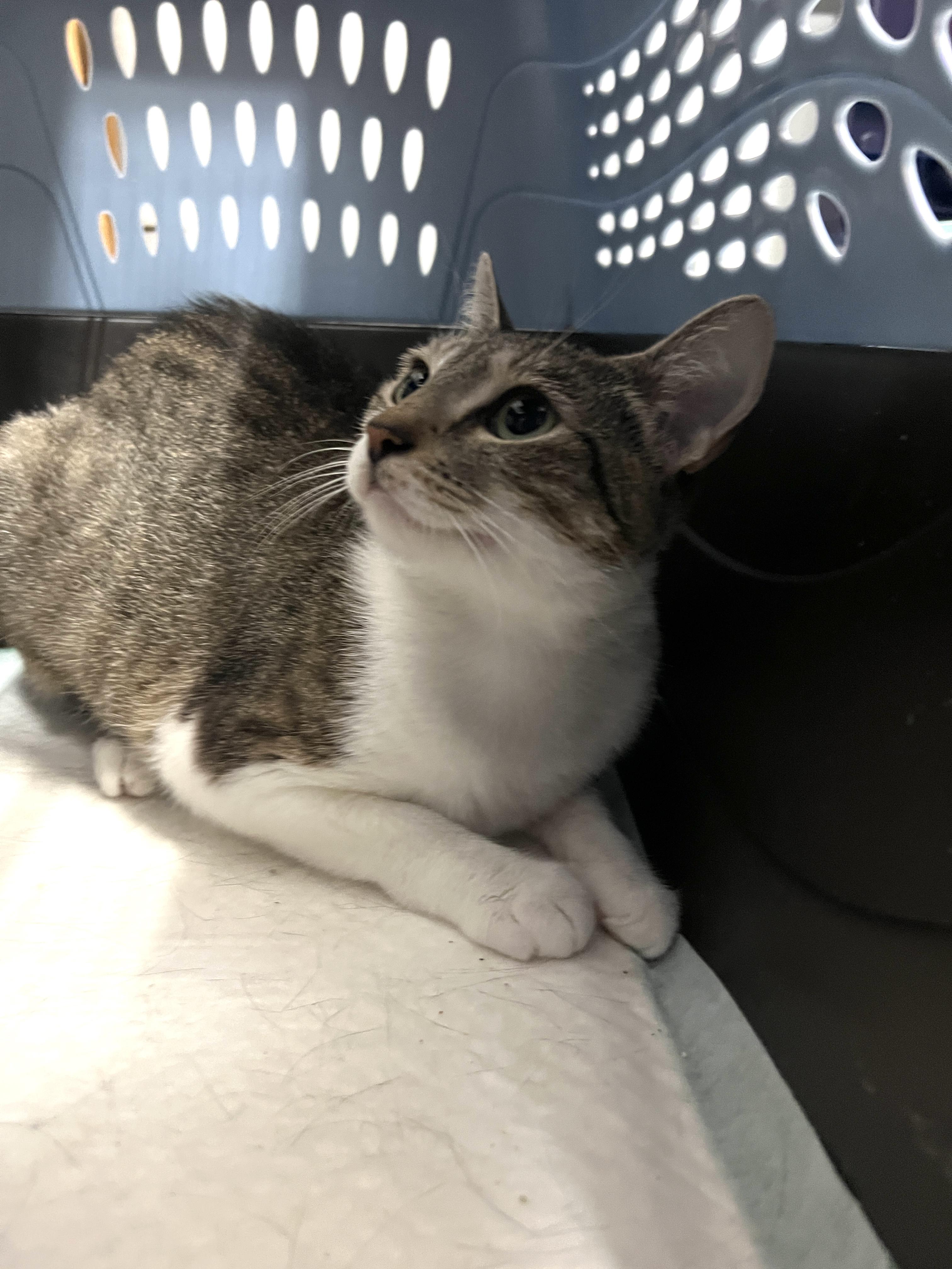 Zucchini, ADOPTABLE, Young Female Domestic Short Hair.