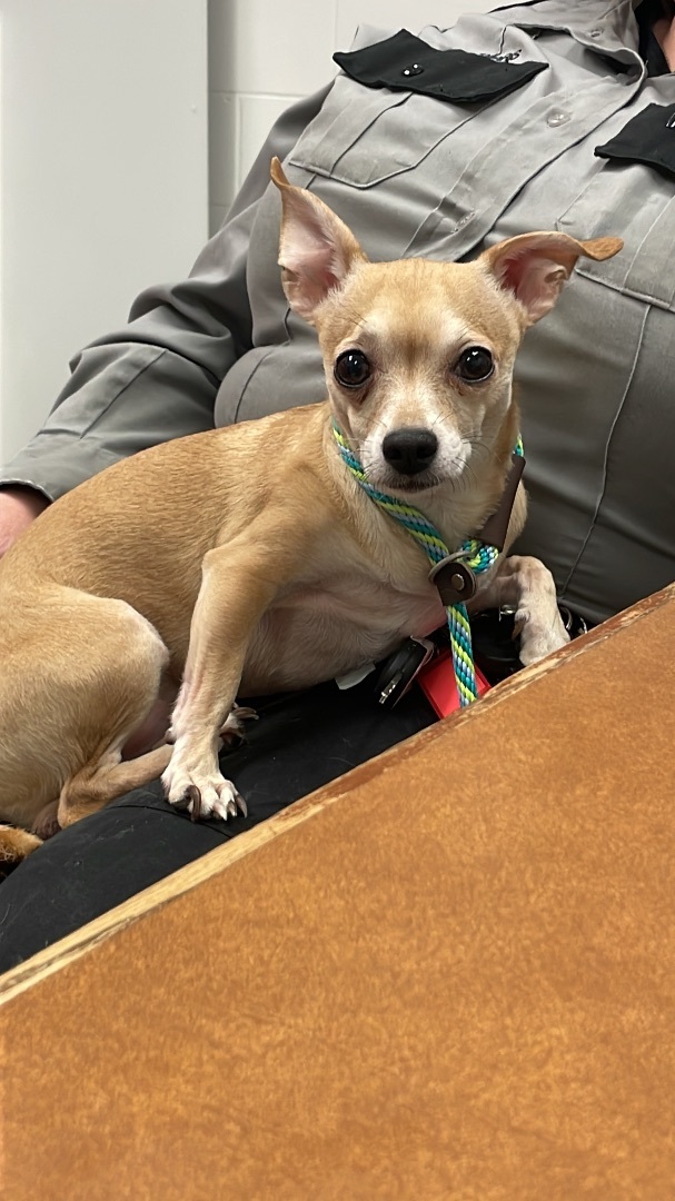 Jonathan, a Adoptable Chihuahua in St. Paul, MN image 1/8