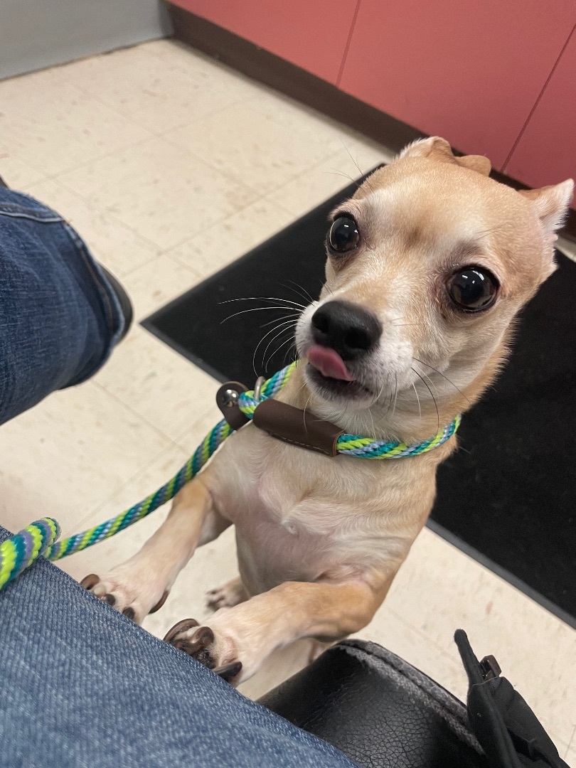 Jonathan, a Adoptable Chihuahua in St. Paul, MN image 2/8