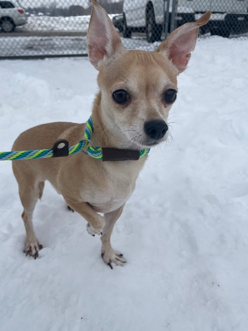 Jonathan, a Adoptable Chihuahua in St. Paul, MN image 3/8