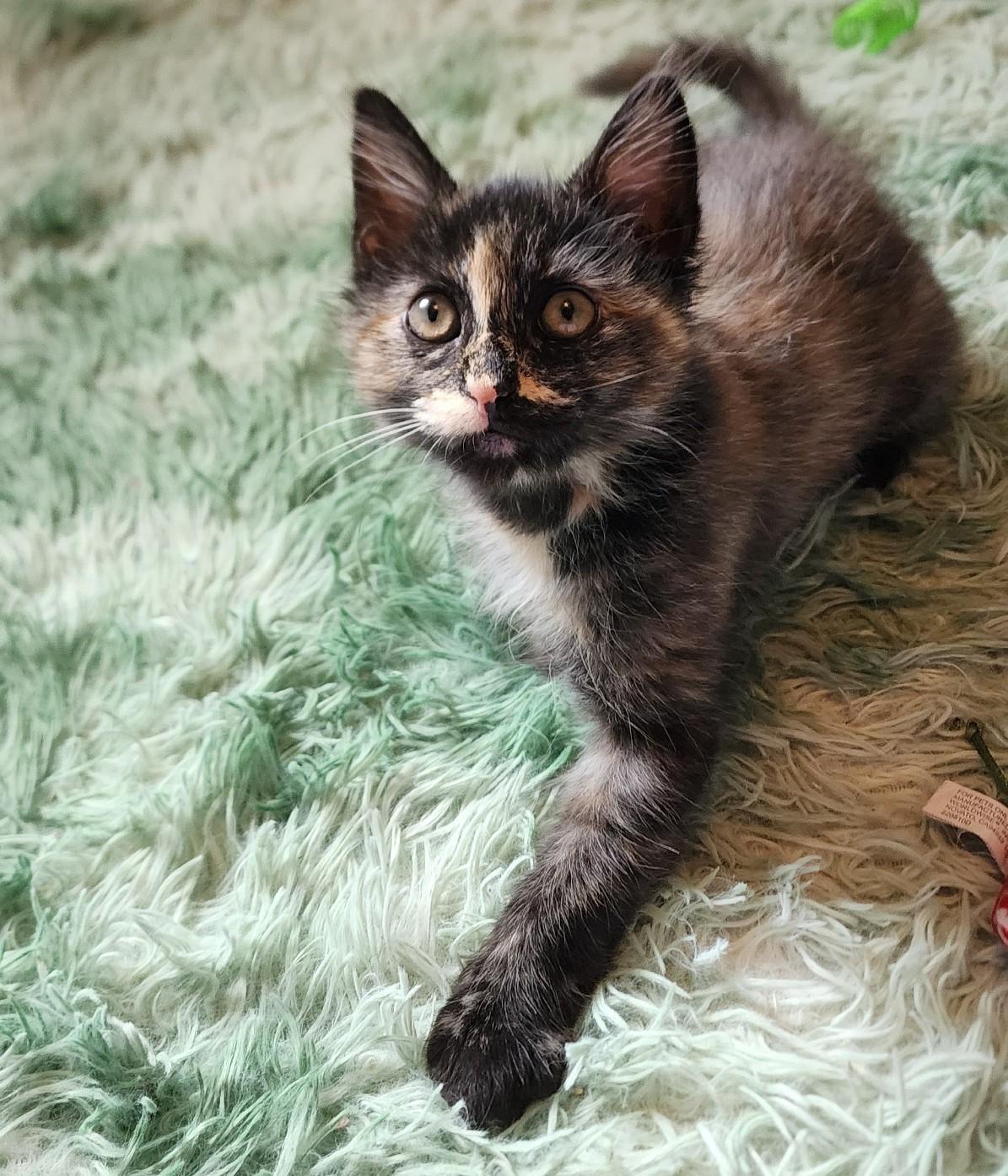 COCOA BEAN, adopted, Kitten Female Tortoiseshell.