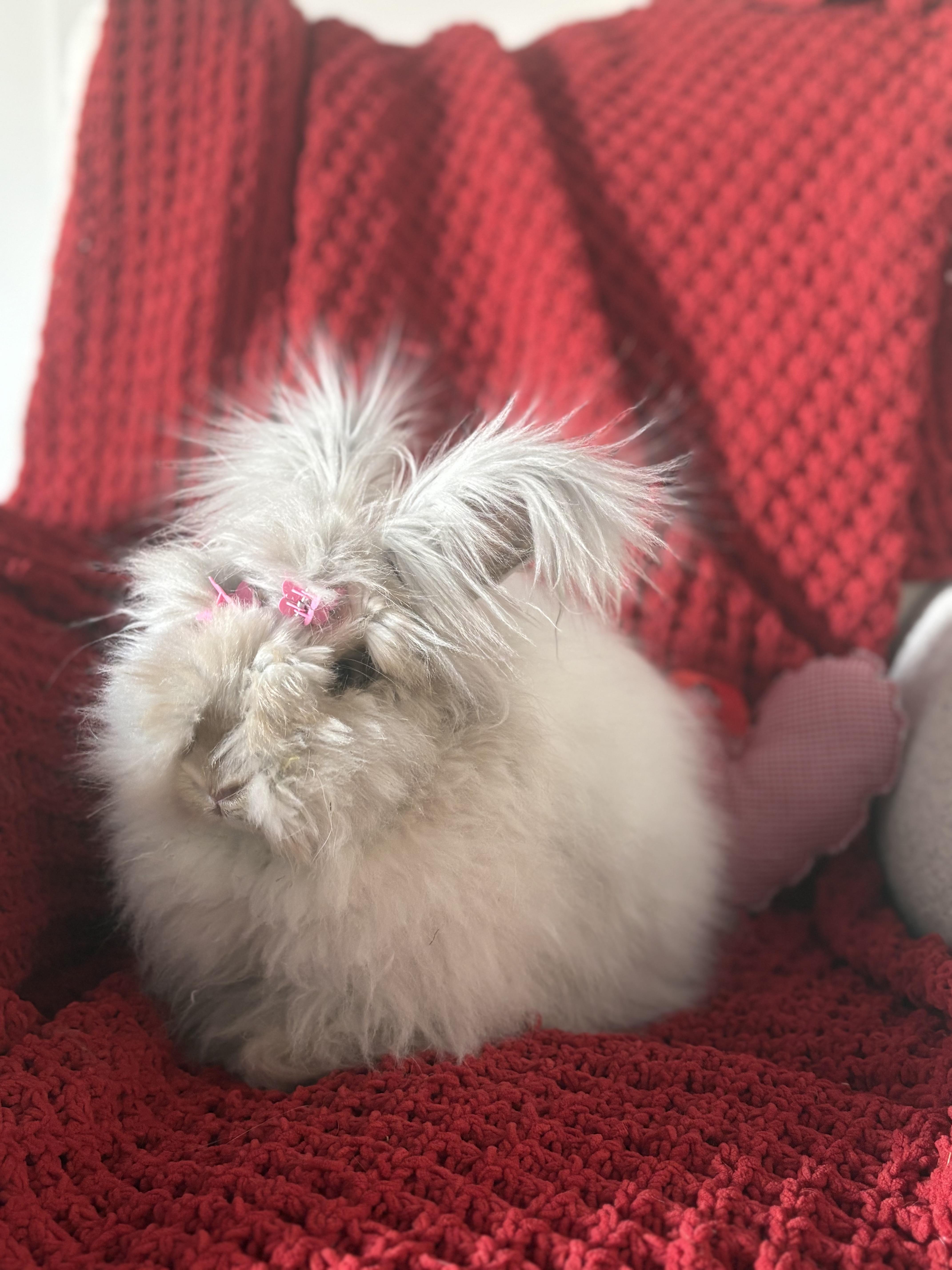Rosalie, a ADOPTABLE Angora Rabbit in Howell, NJ image 1/4