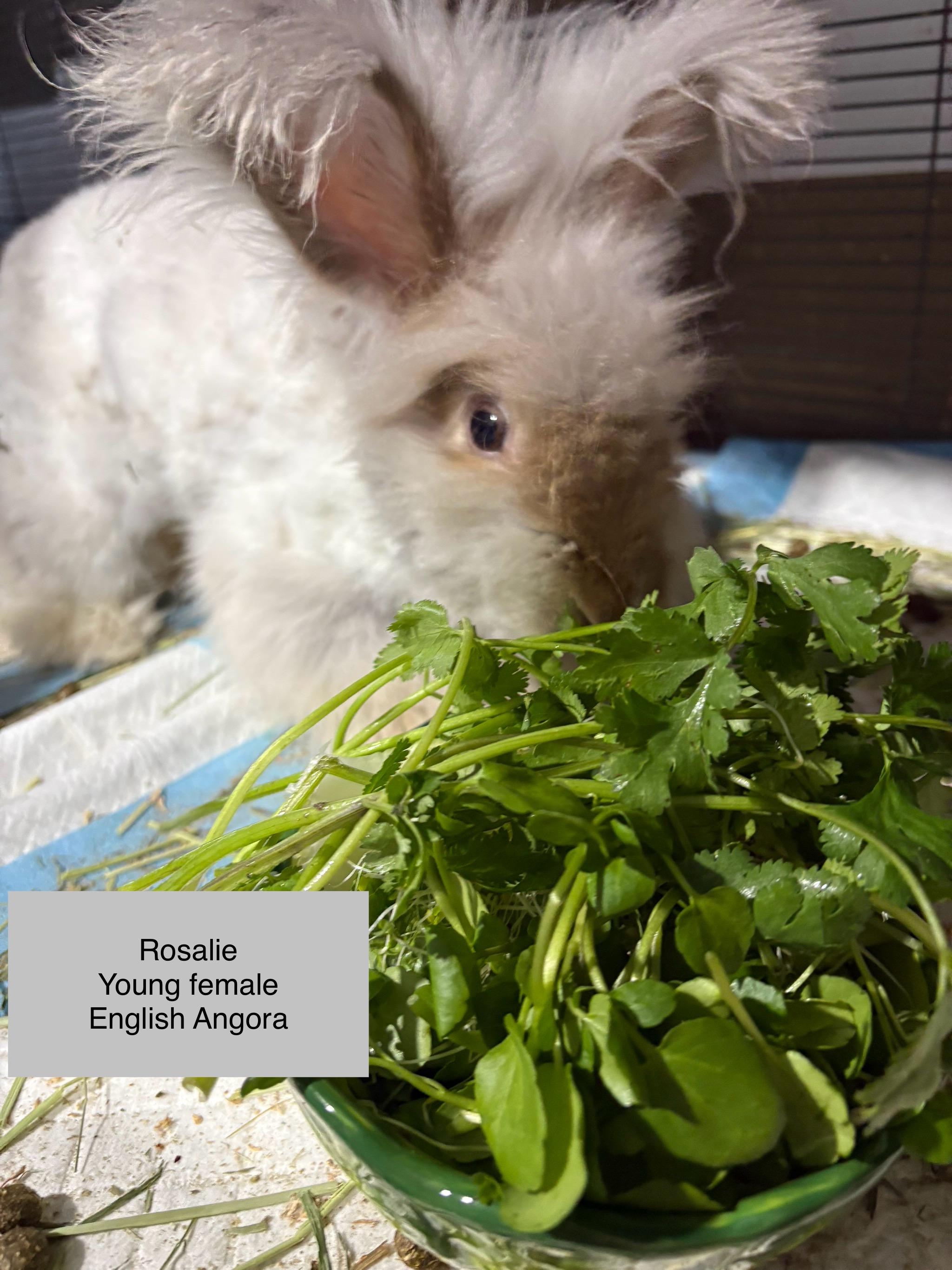 Rosalie, a ADOPTABLE Angora Rabbit in Howell, NJ image 1/2