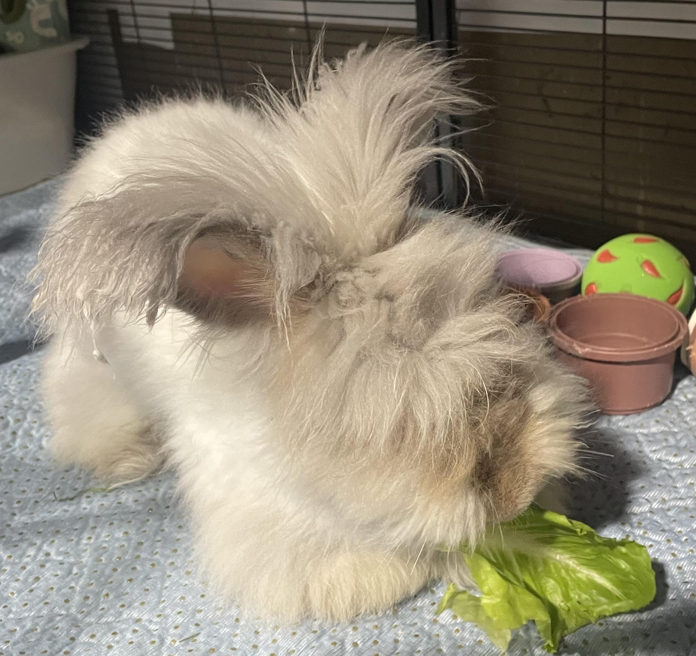 Rosalie, a ADOPTABLE Angora Rabbit in Howell, NJ image 2/2