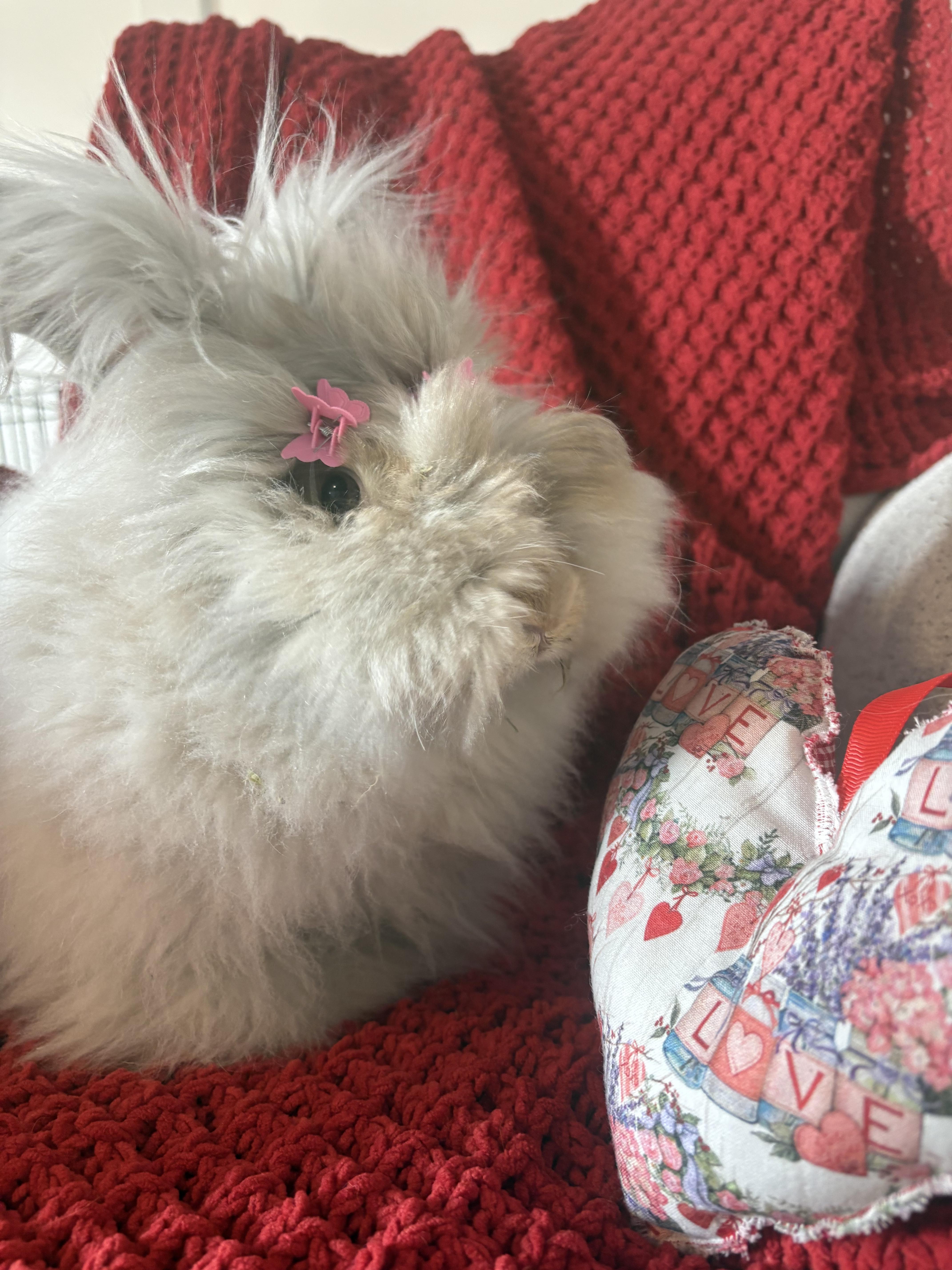 Rosalie, a ADOPTABLE Angora Rabbit in Howell, NJ image 4/4