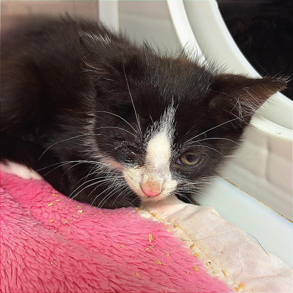 Enlarge Thing Two, a Adoptable Domestic Short Hair in Hannibal, MO image 1/3
