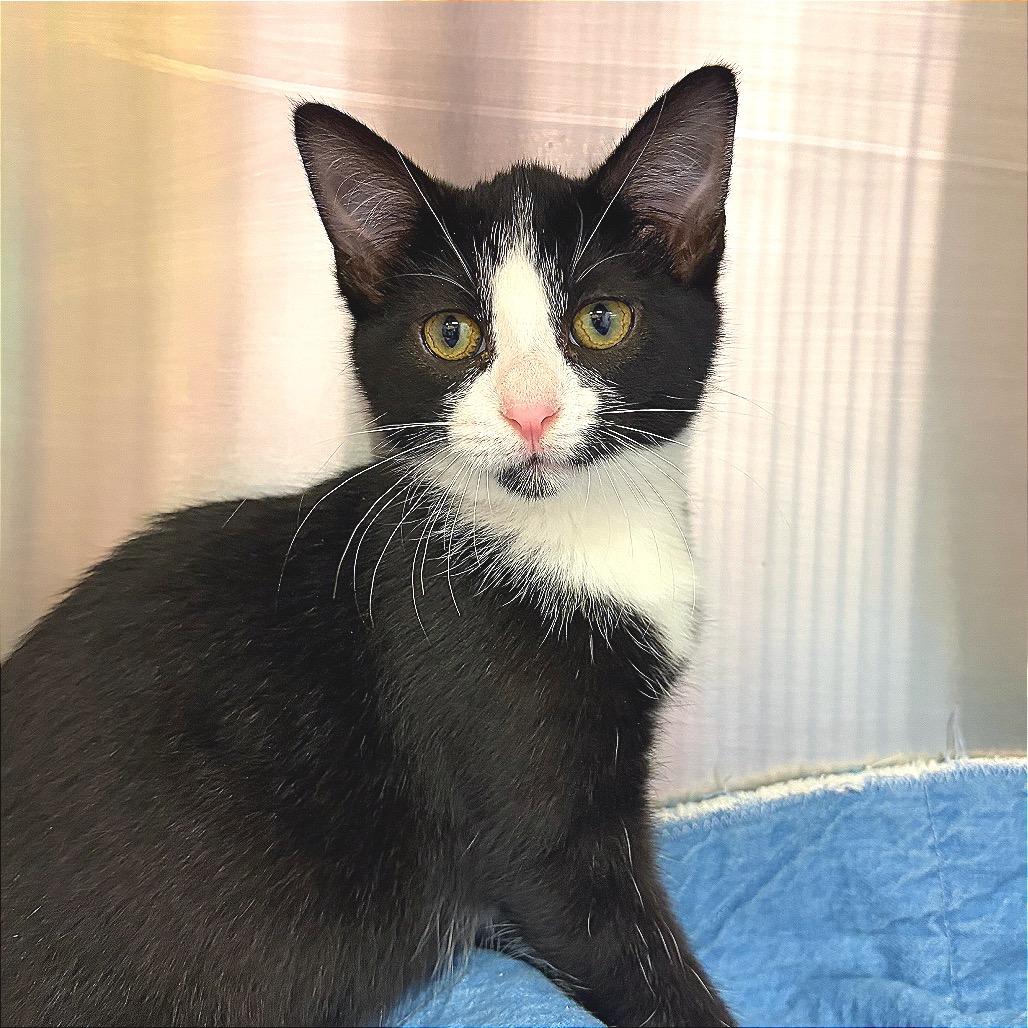 Enlarge Thing Two, a Adoptable Domestic Short Hair in Hannibal, MO image 2/3