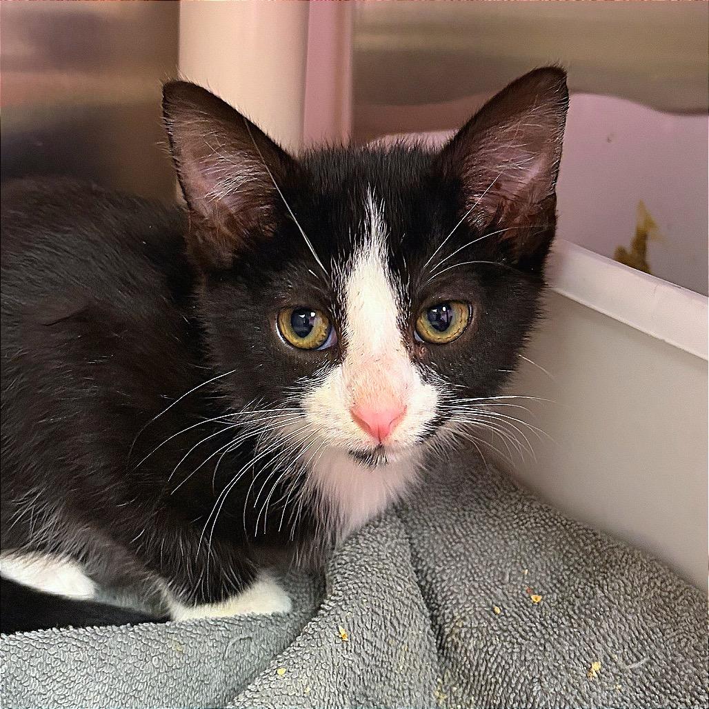 Enlarge Thing Two, a Adoptable Domestic Short Hair in Hannibal, MO image 3/3