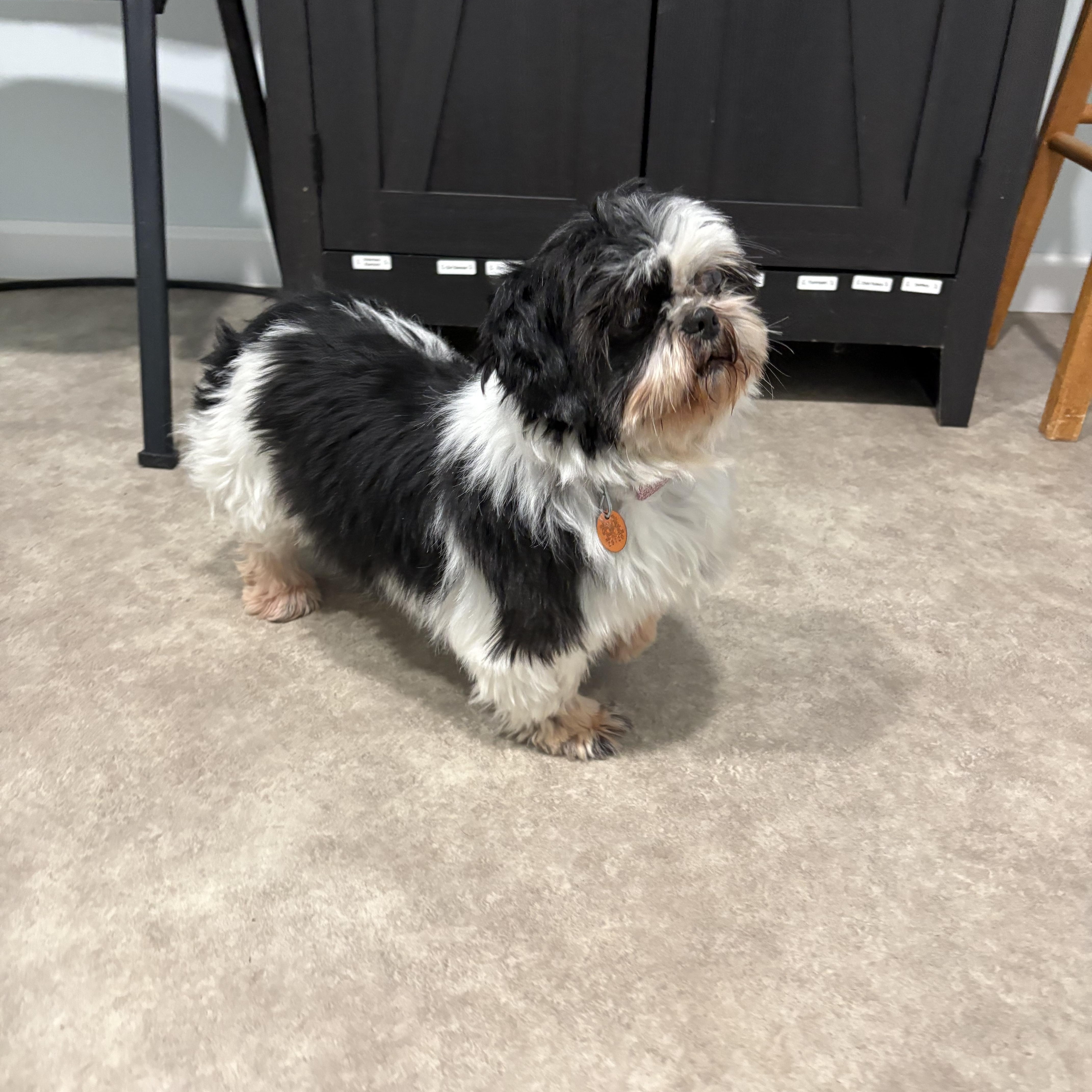 Squigglie, an adoptable Shih Tzu in Grant, NE image 2/3