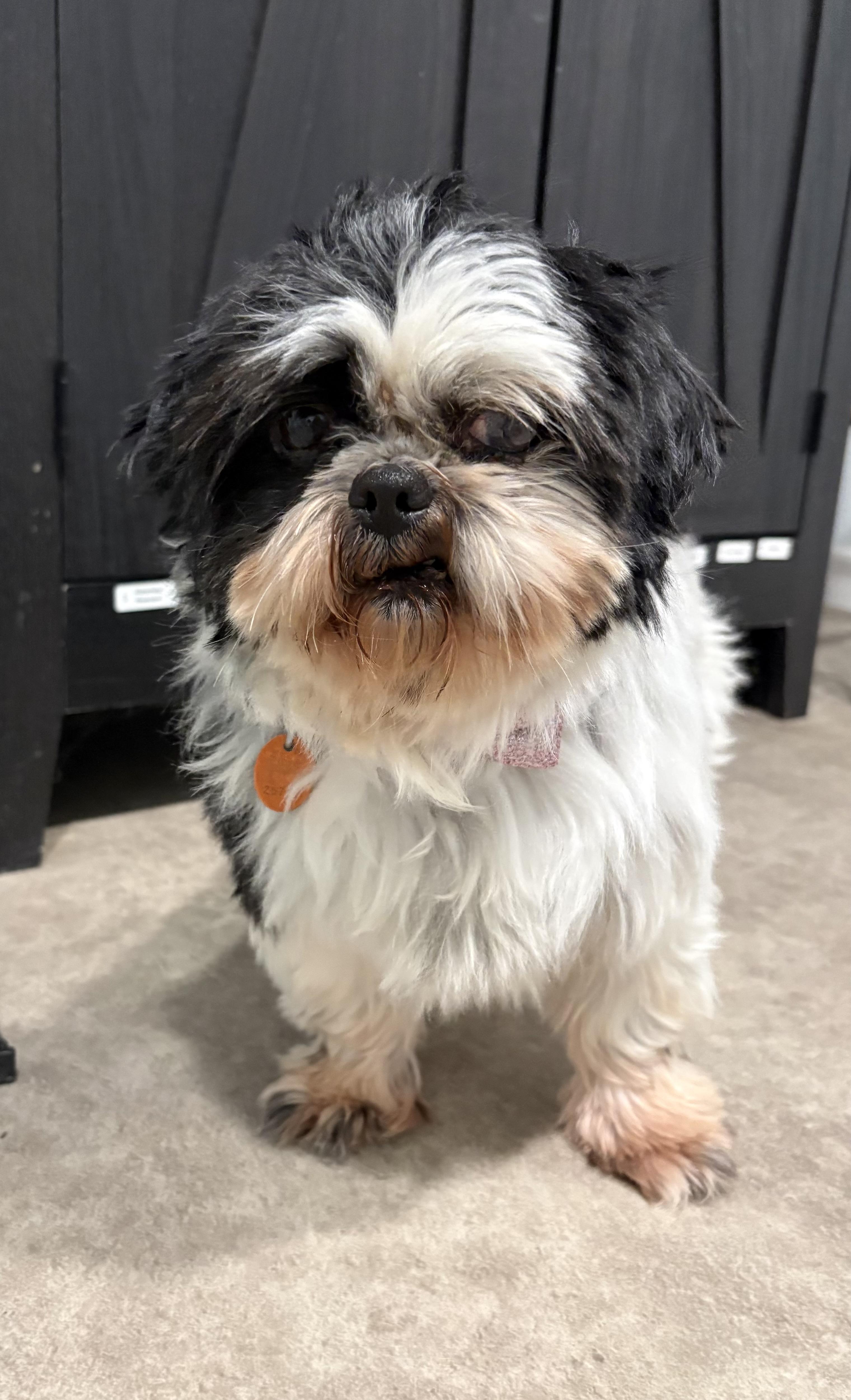 Squigglie, an adoptable Shih Tzu in Grant, NE image 3/3