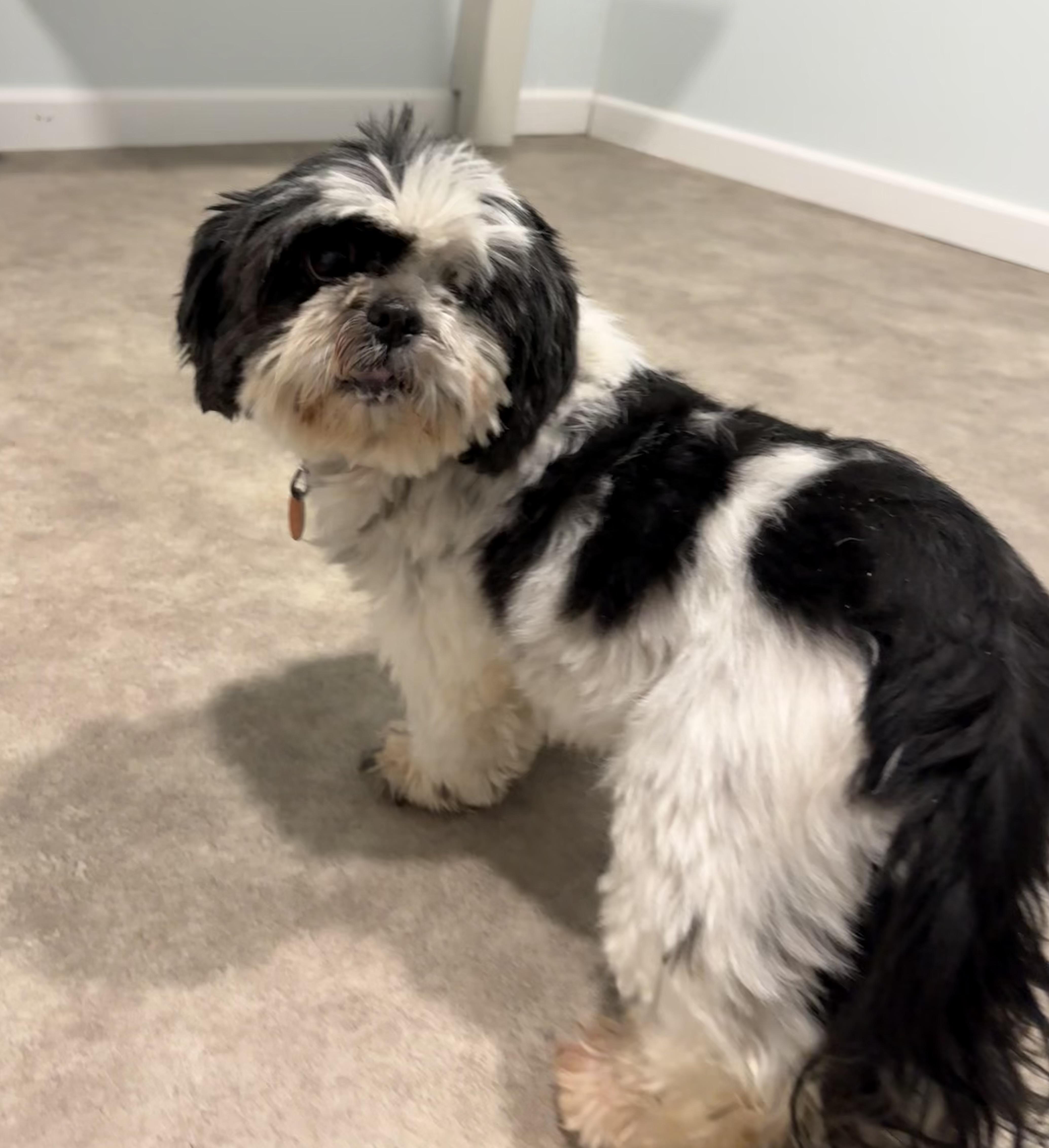 Enlarge Squigglie, an adoption pending Shih Tzu in Grant, NE image 4/6