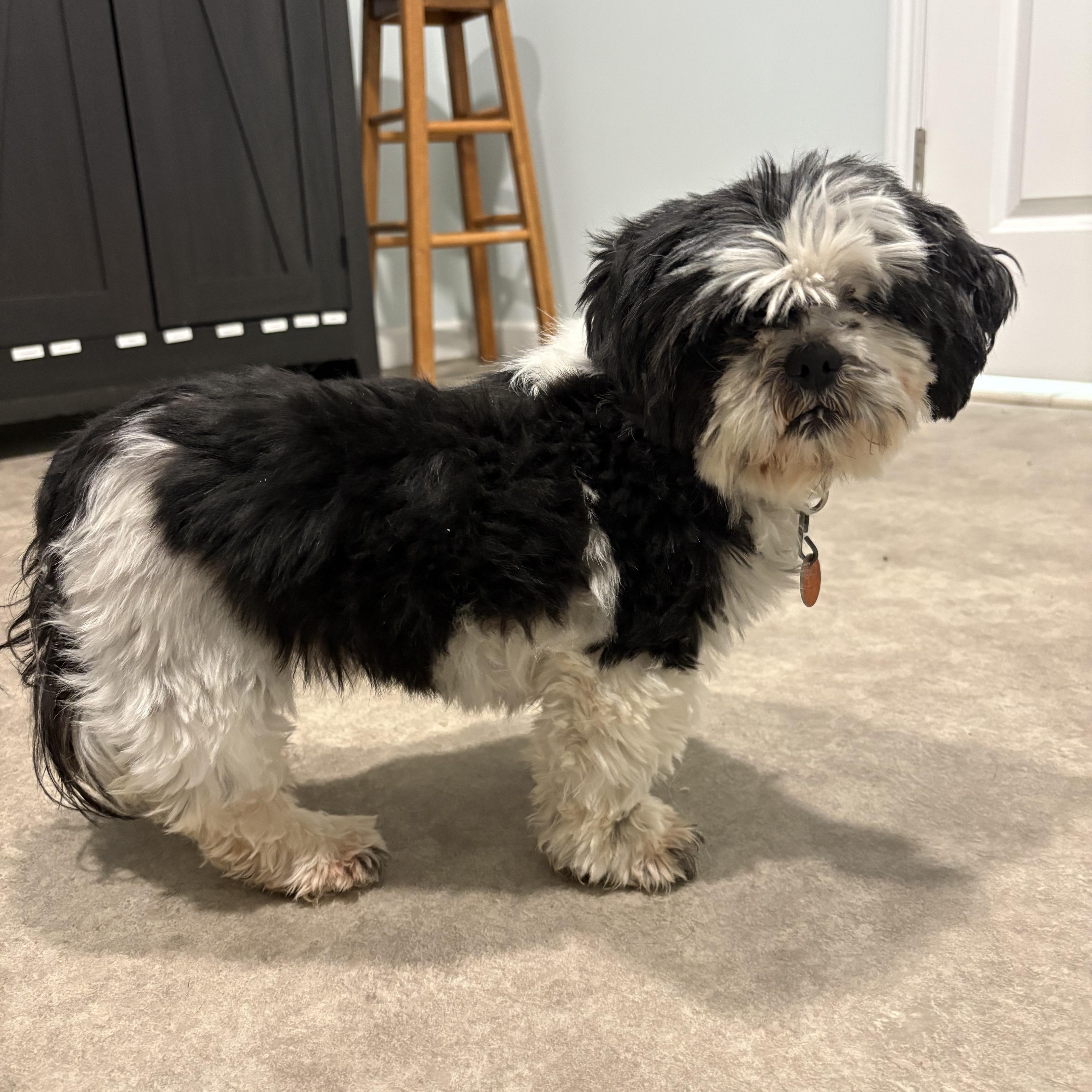 Enlarge Squigglie, an adoption pending Shih Tzu in Grant, NE image 6/6