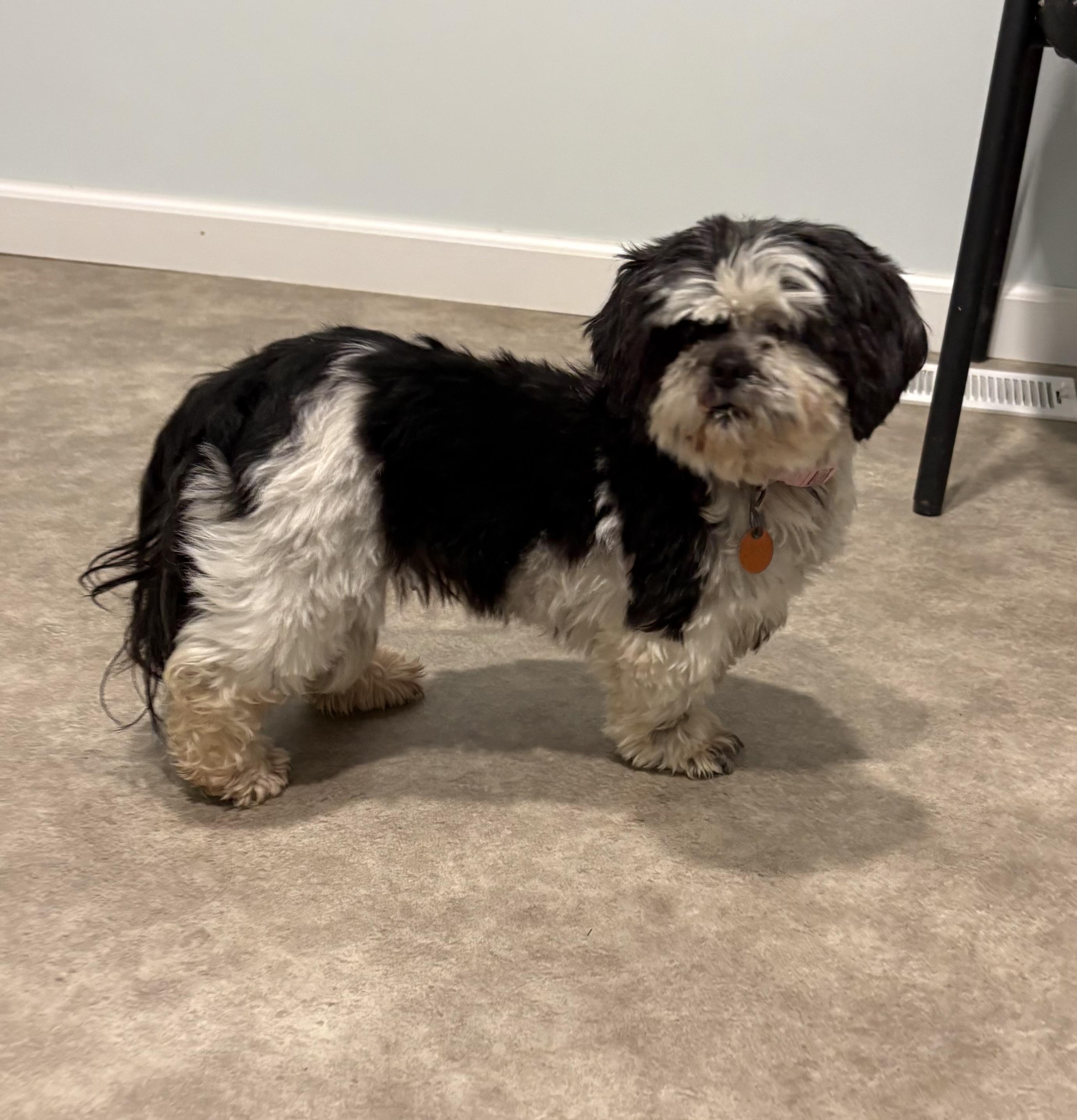 Enlarge Squigglie, an adoption pending Shih Tzu in Grant, NE image 5/6