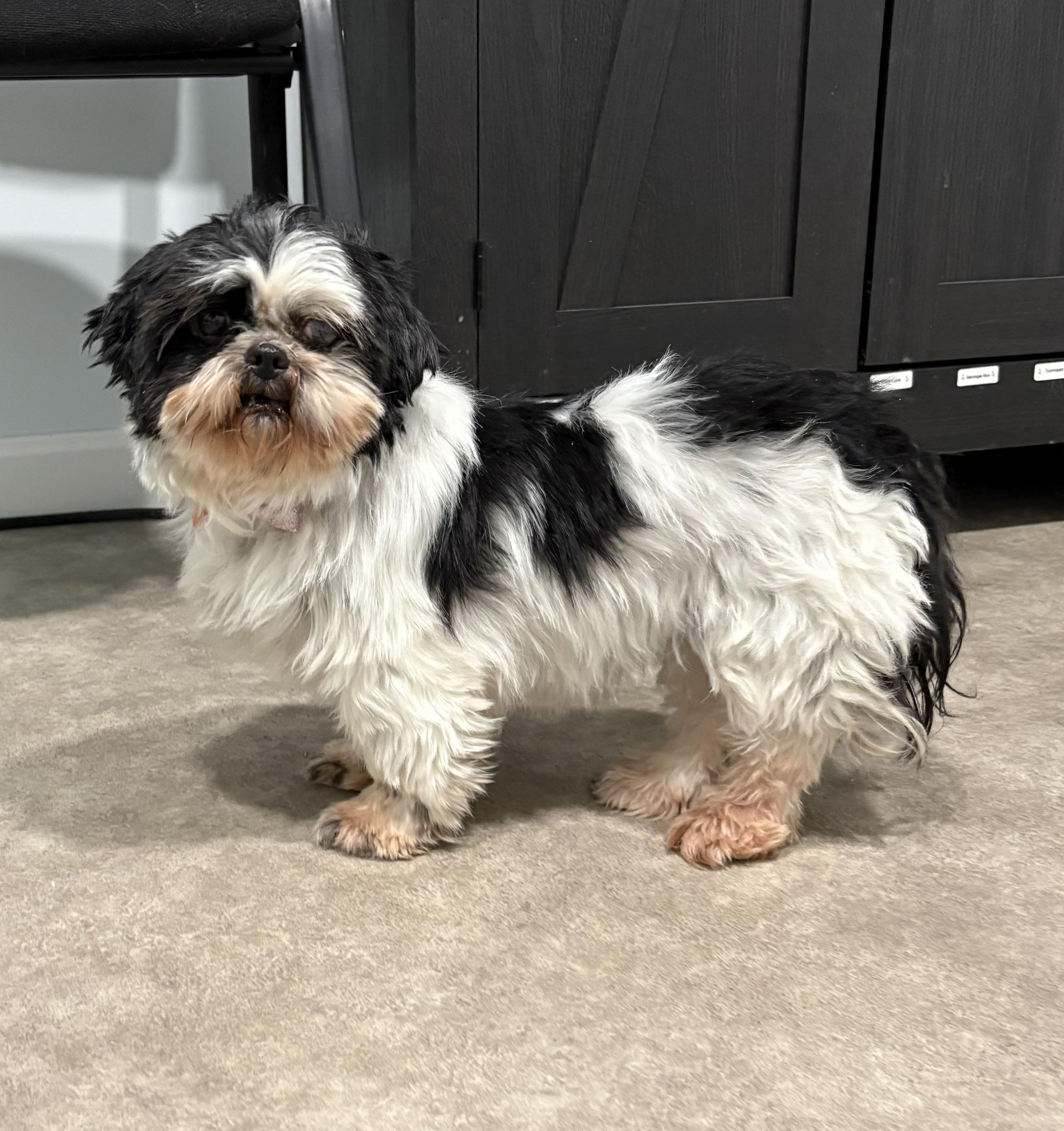 Squigglie, an adoptable Shih Tzu in Grant, NE image 1/3