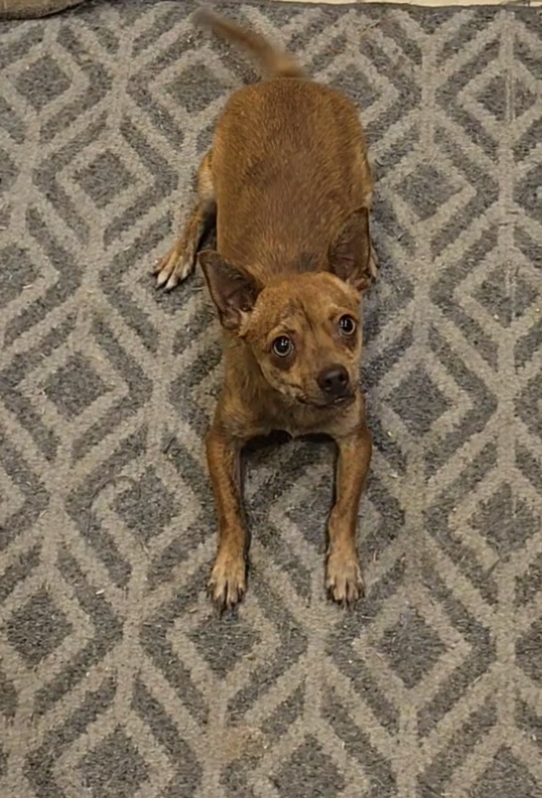 Enlarge Skeeter, a Adoptable mixed breed in Lake Elsinore, CA image 3/5