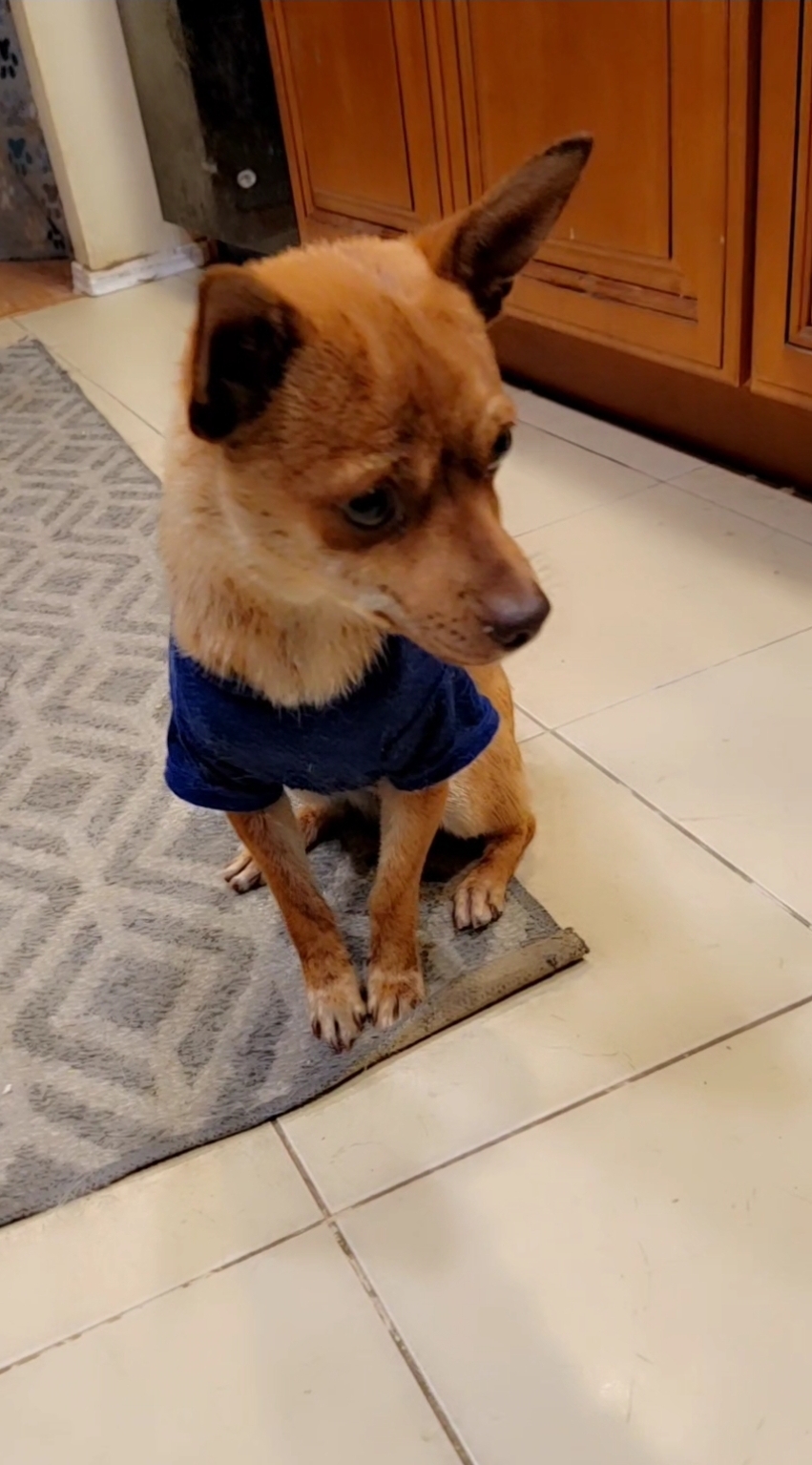 Enlarge Skeeter, a Adoptable mixed breed in Lake Elsinore, CA image 2/5