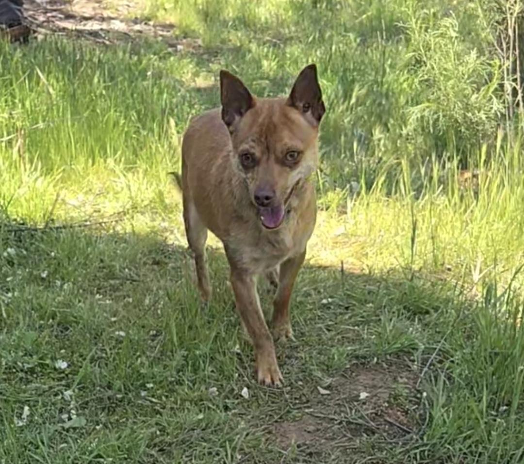 Enlarge Skeeter, a Adoptable mixed breed in Lake Elsinore, CA image 1/5