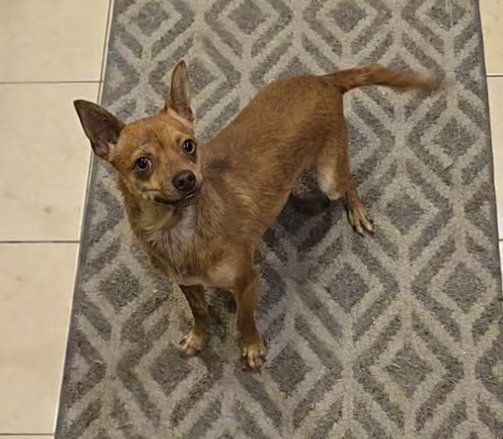 Enlarge Skeeter, a Adoptable mixed breed in Lake Elsinore, CA image 4/5